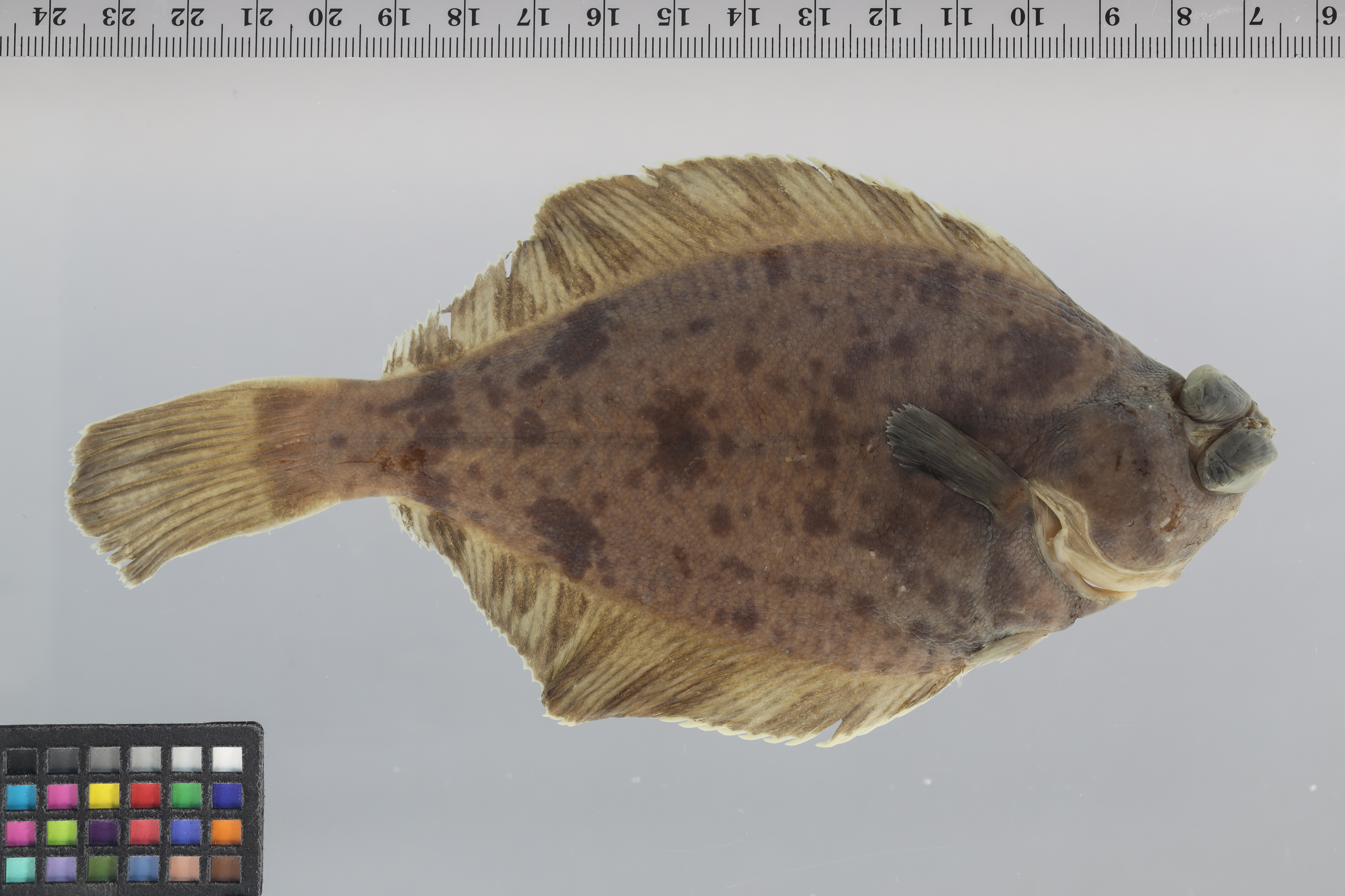 Pleuronichthys verticalis