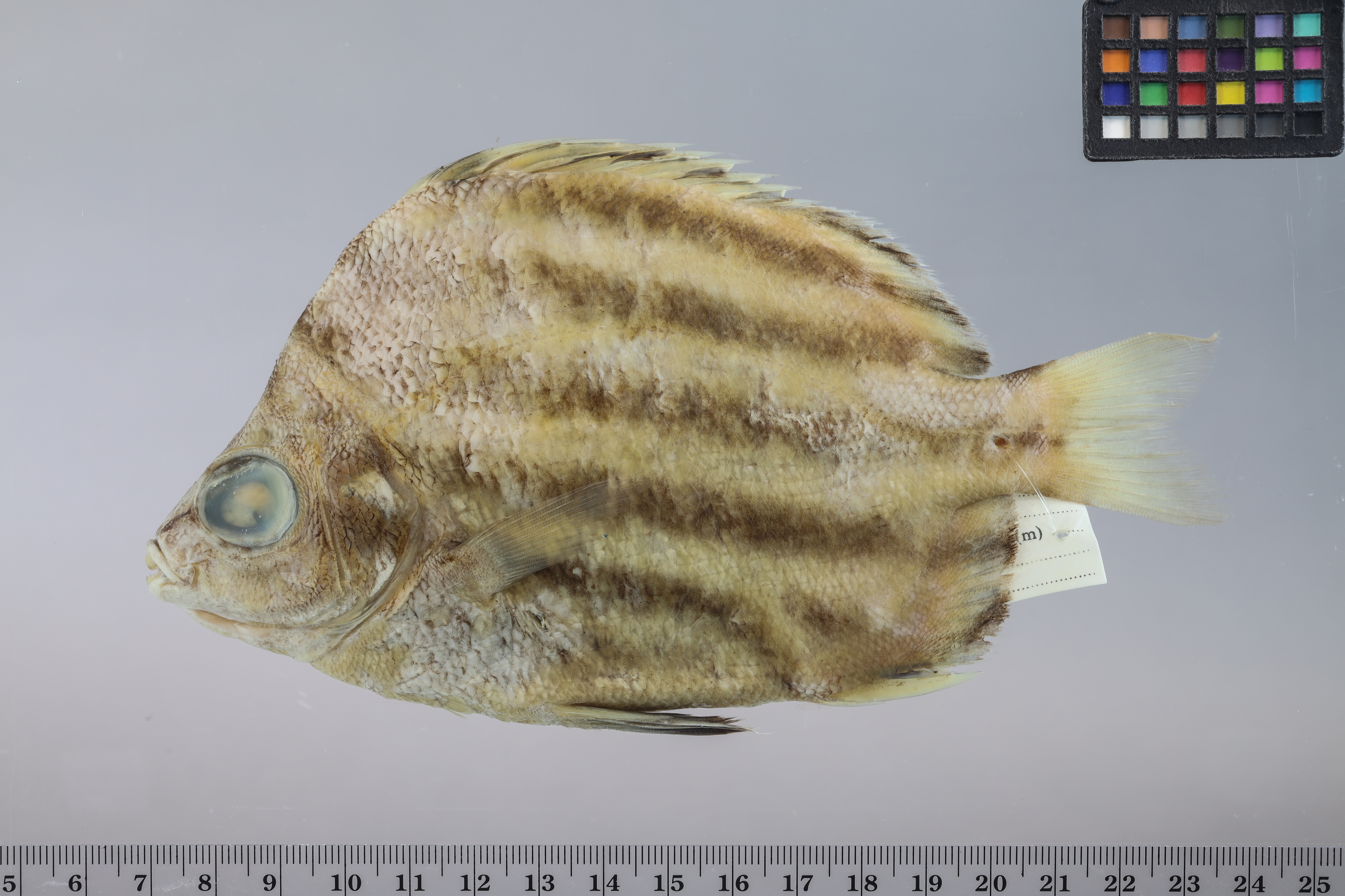 Atypichthys latus thumbnail