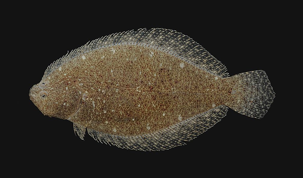 Bay whiff (Citharichthys spilopterus) — Paralichthyidae — 5