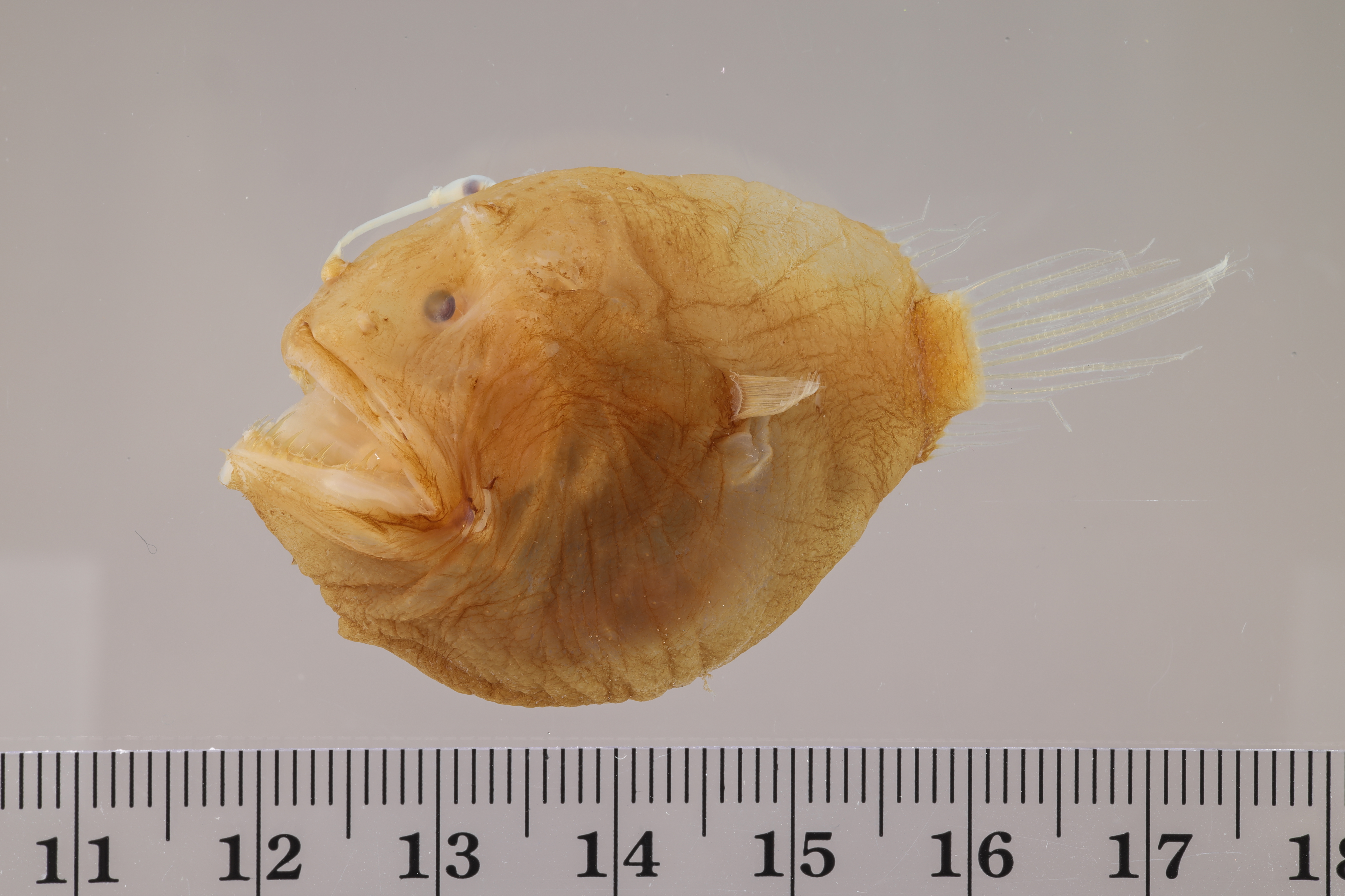 Diceratias bispinosus thumbnail