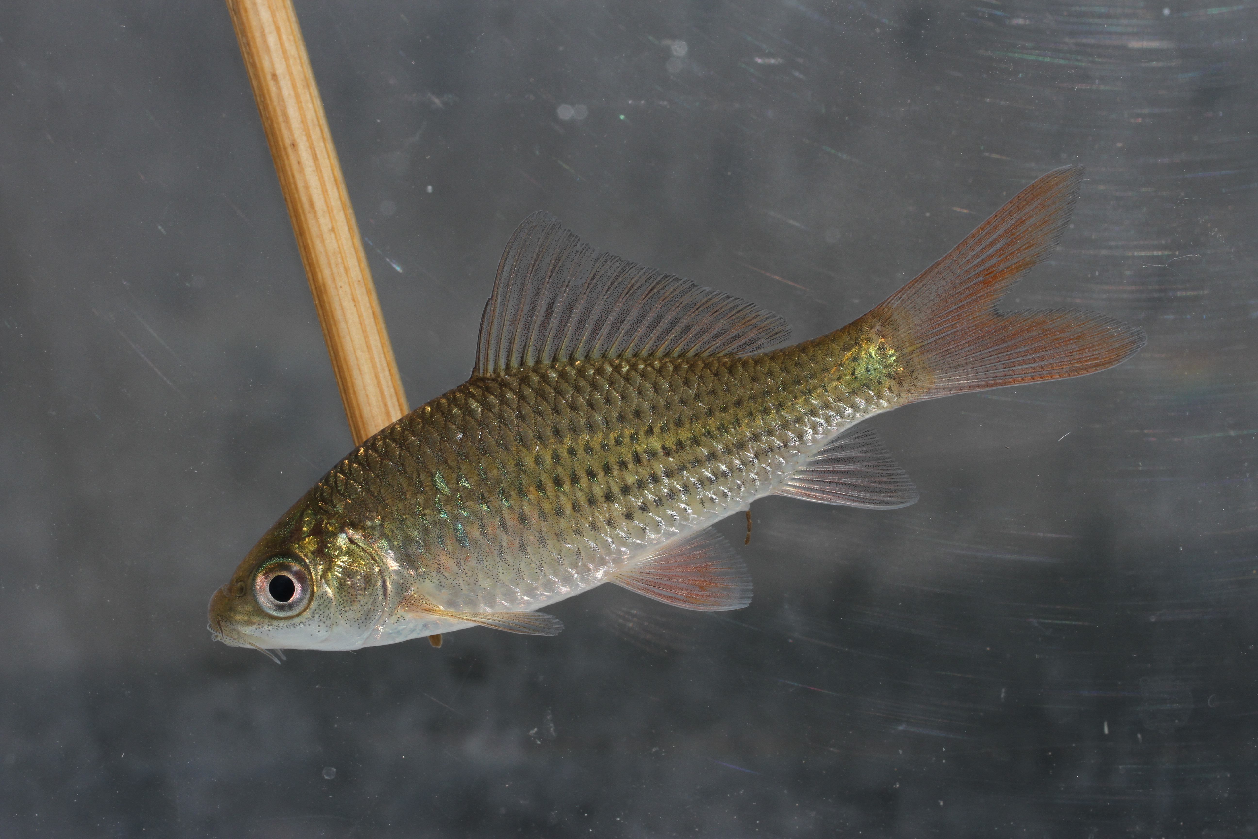 Bitter dregs fish (Osteochilus vittatus) — Cyprinidae — 3