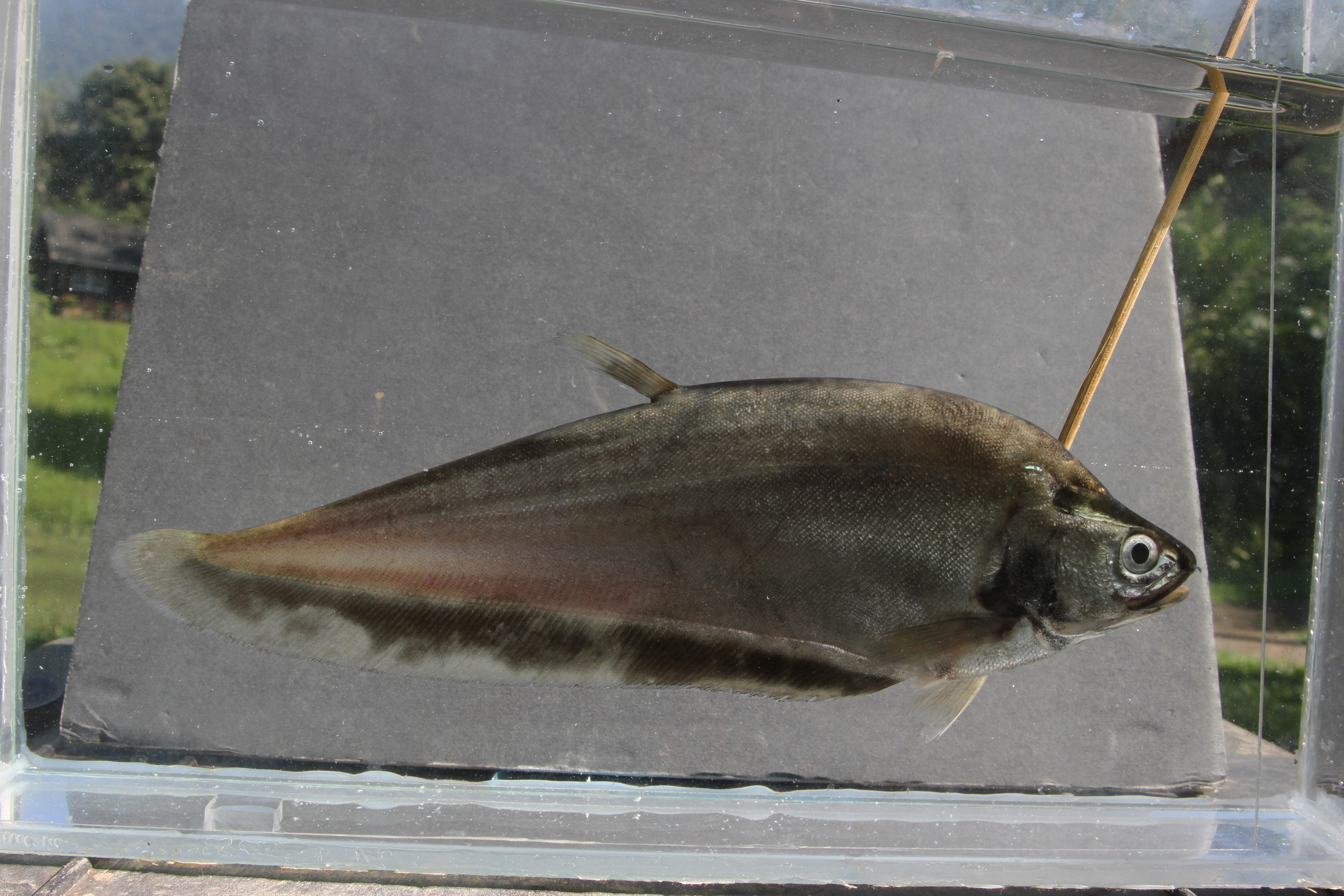 Asiatic knifefish (Notopterus notopterus) — Notopteridae — 5