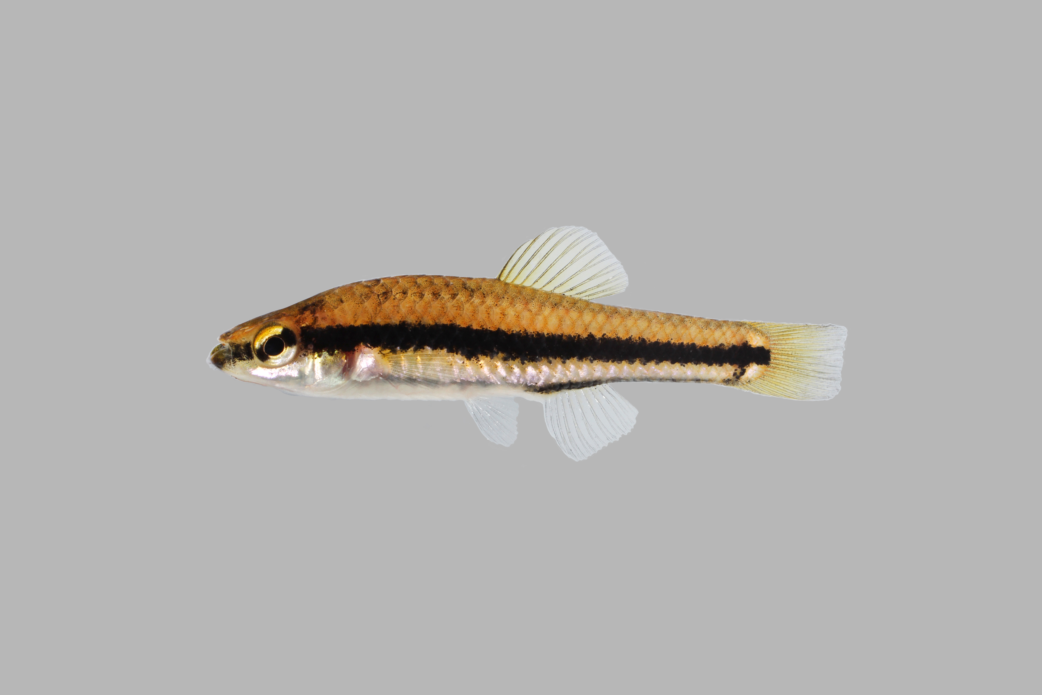 Lucania goodei