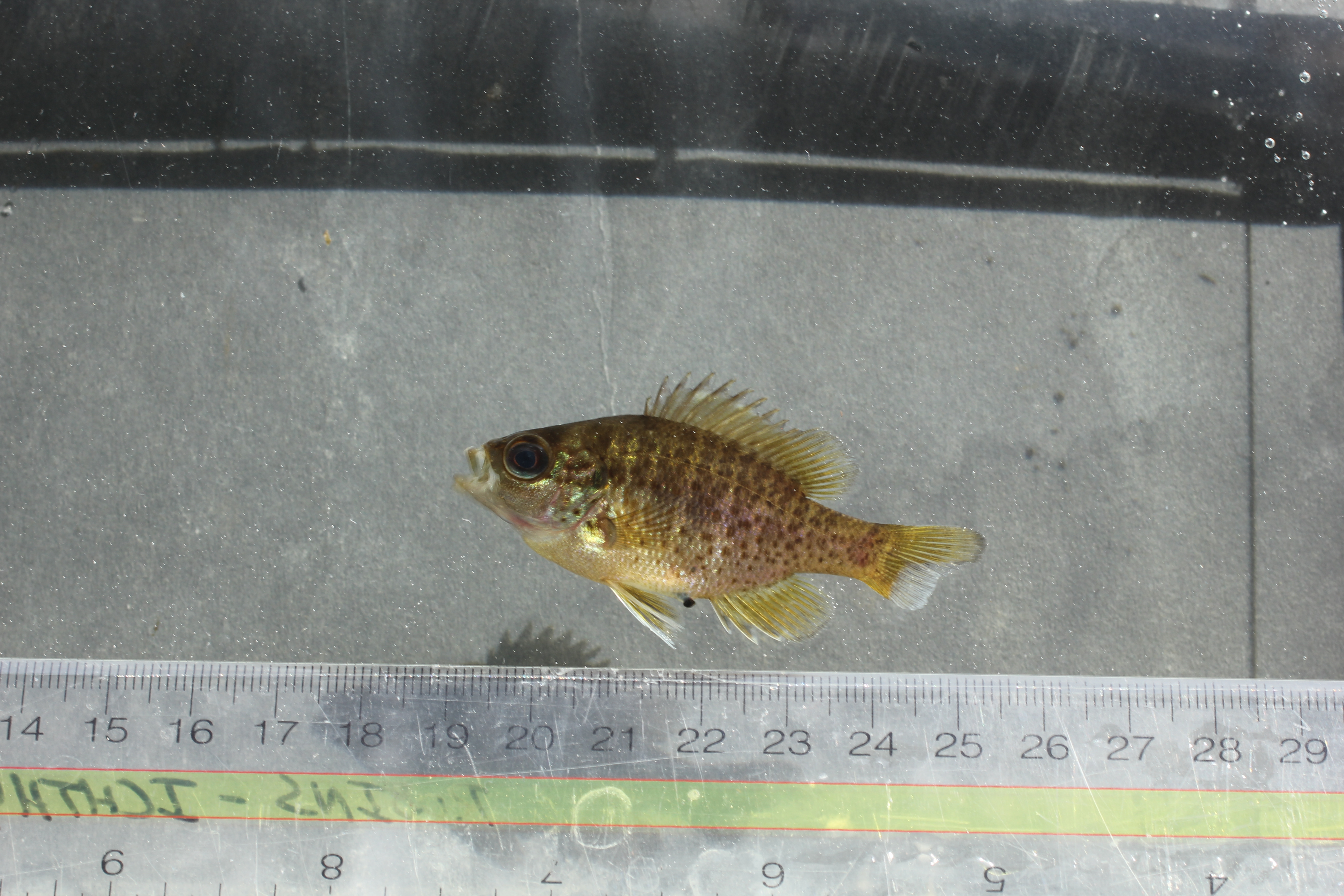 Lepomis punctatus