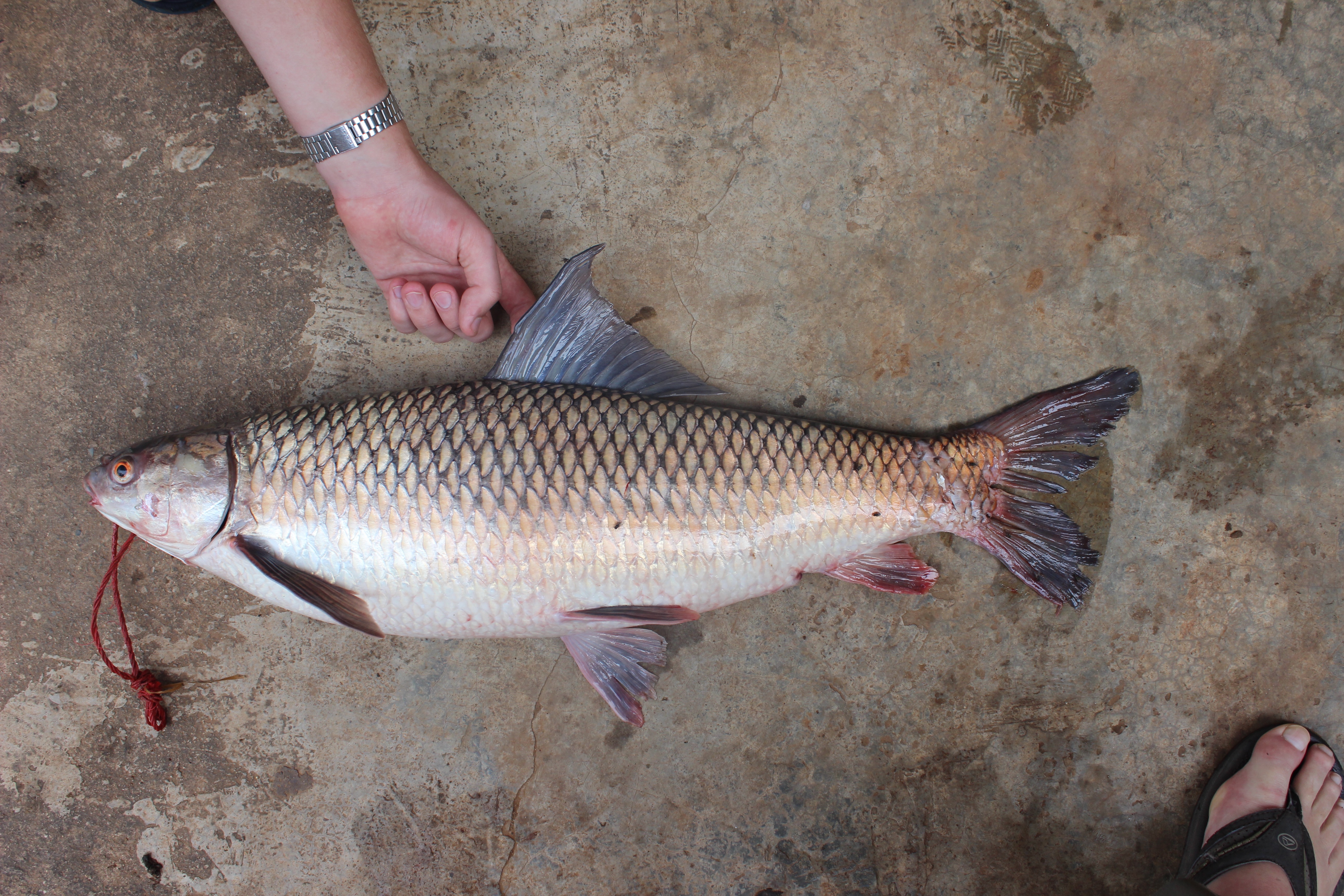 Mrigal carp (Cirrhinus cirrhosus) — Cyprinidae — 5
