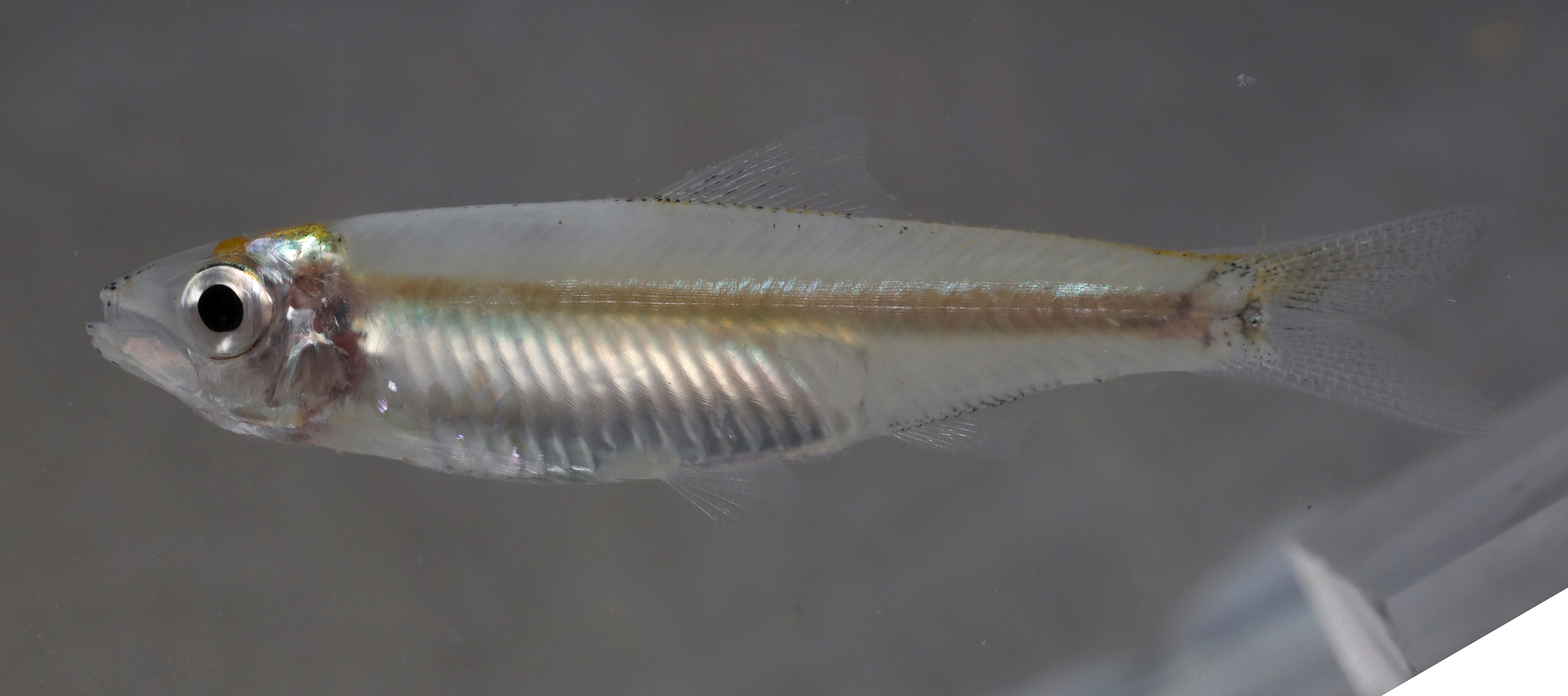 Sumatran River Sprat photo 2