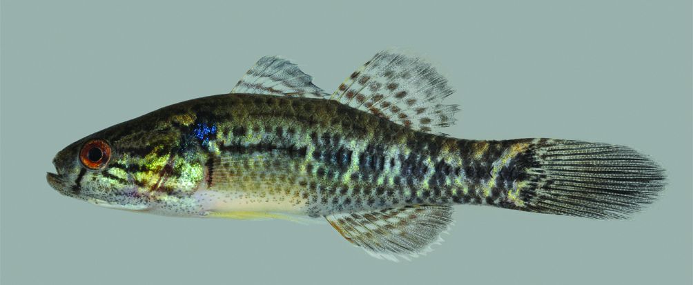 Dormitator maculatus thumbnail