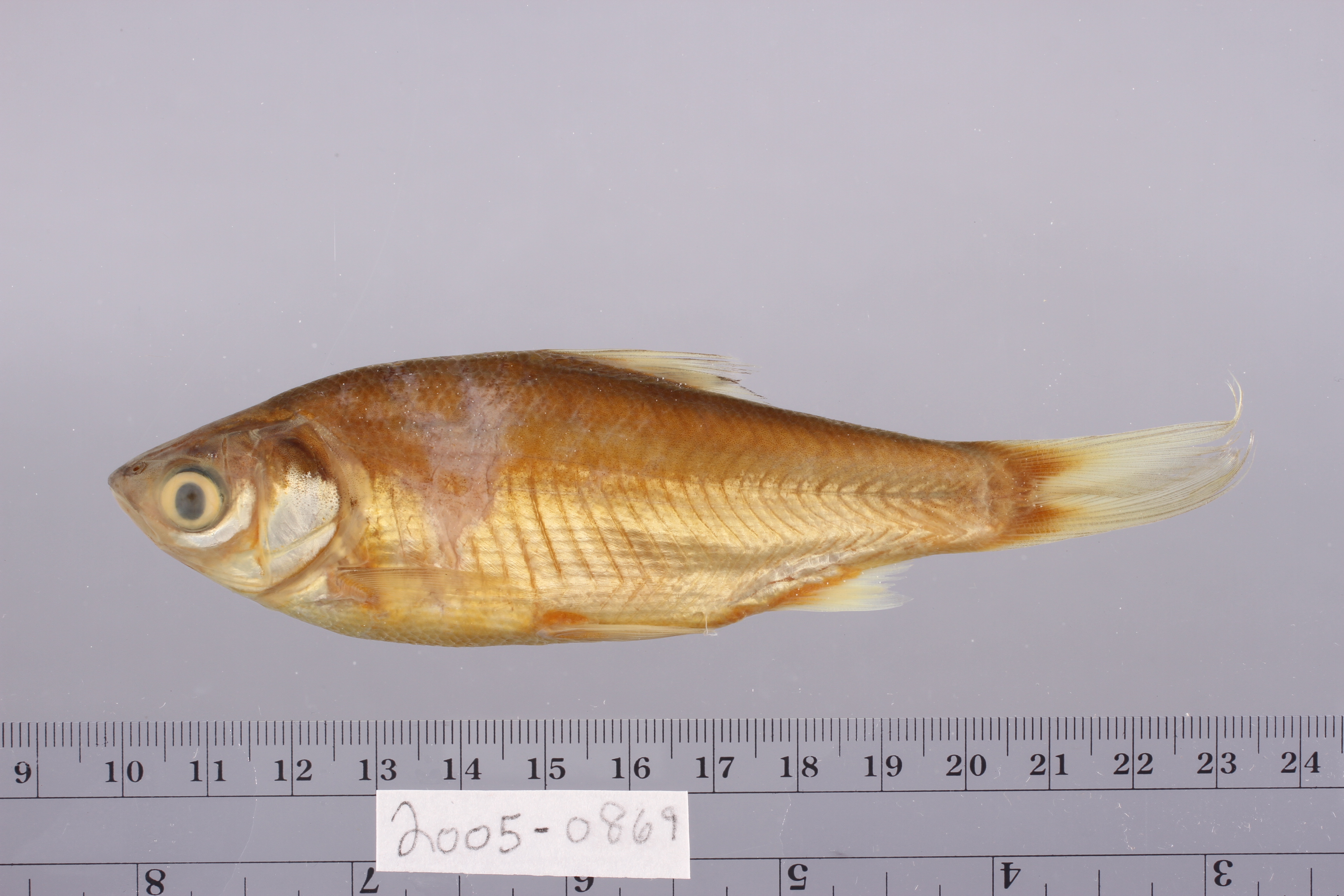 Thynnichthys polylepis thumbnail