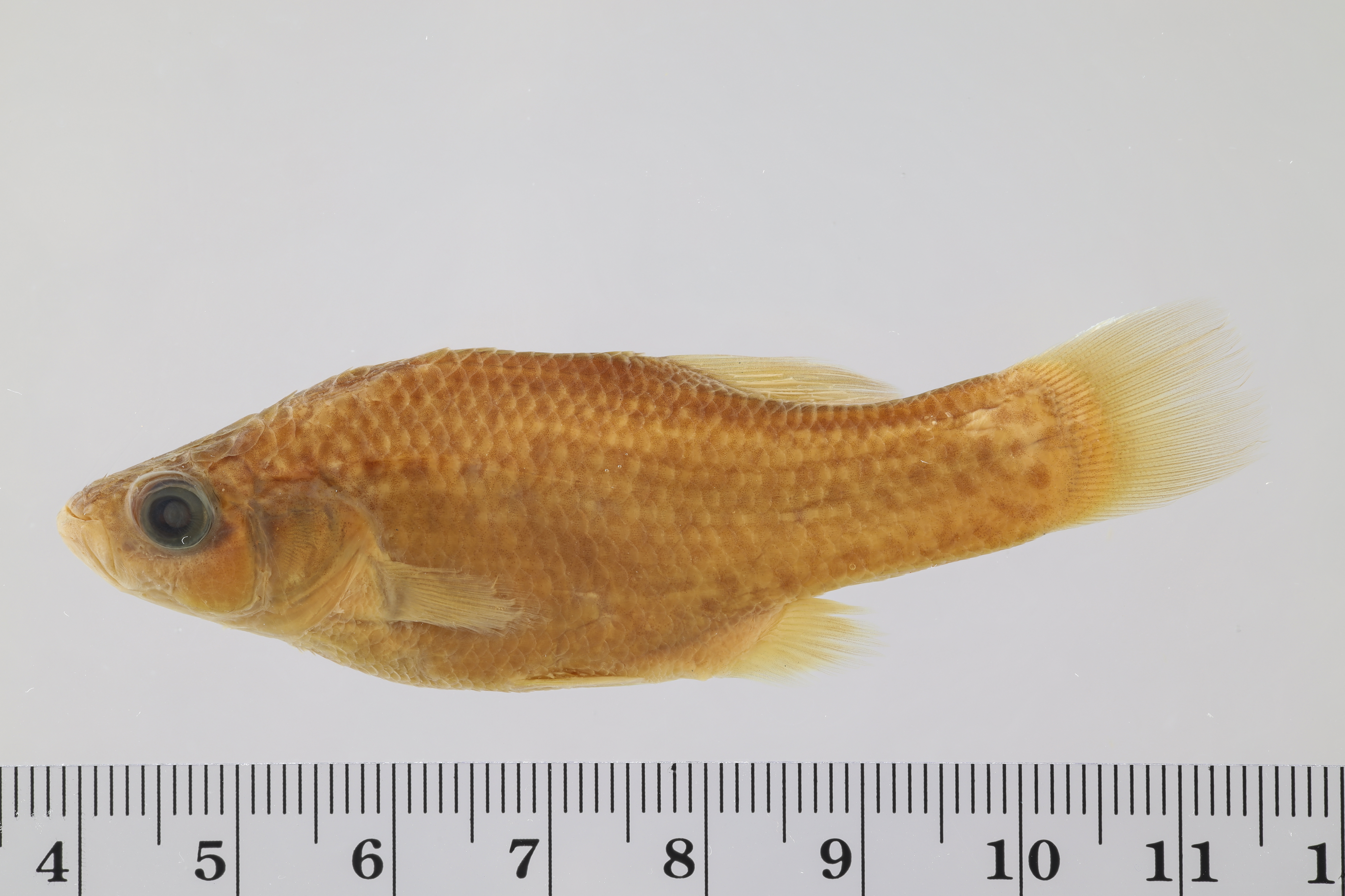 Bulldog-goodeide (Alloophorus robustus) — Goodeidae — 2