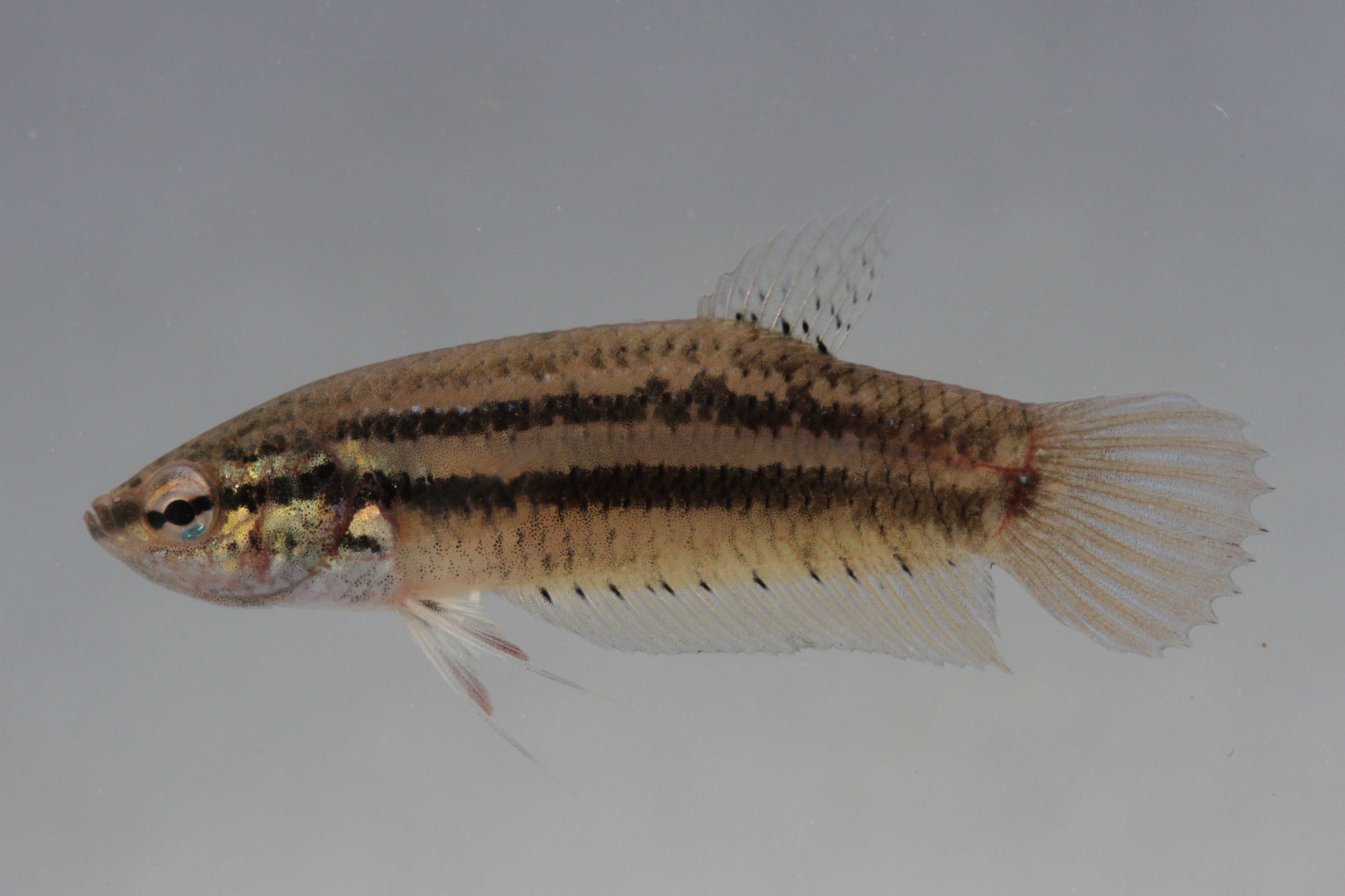 Blue betta (Betta smaragdina) — Osphronemidae — 2