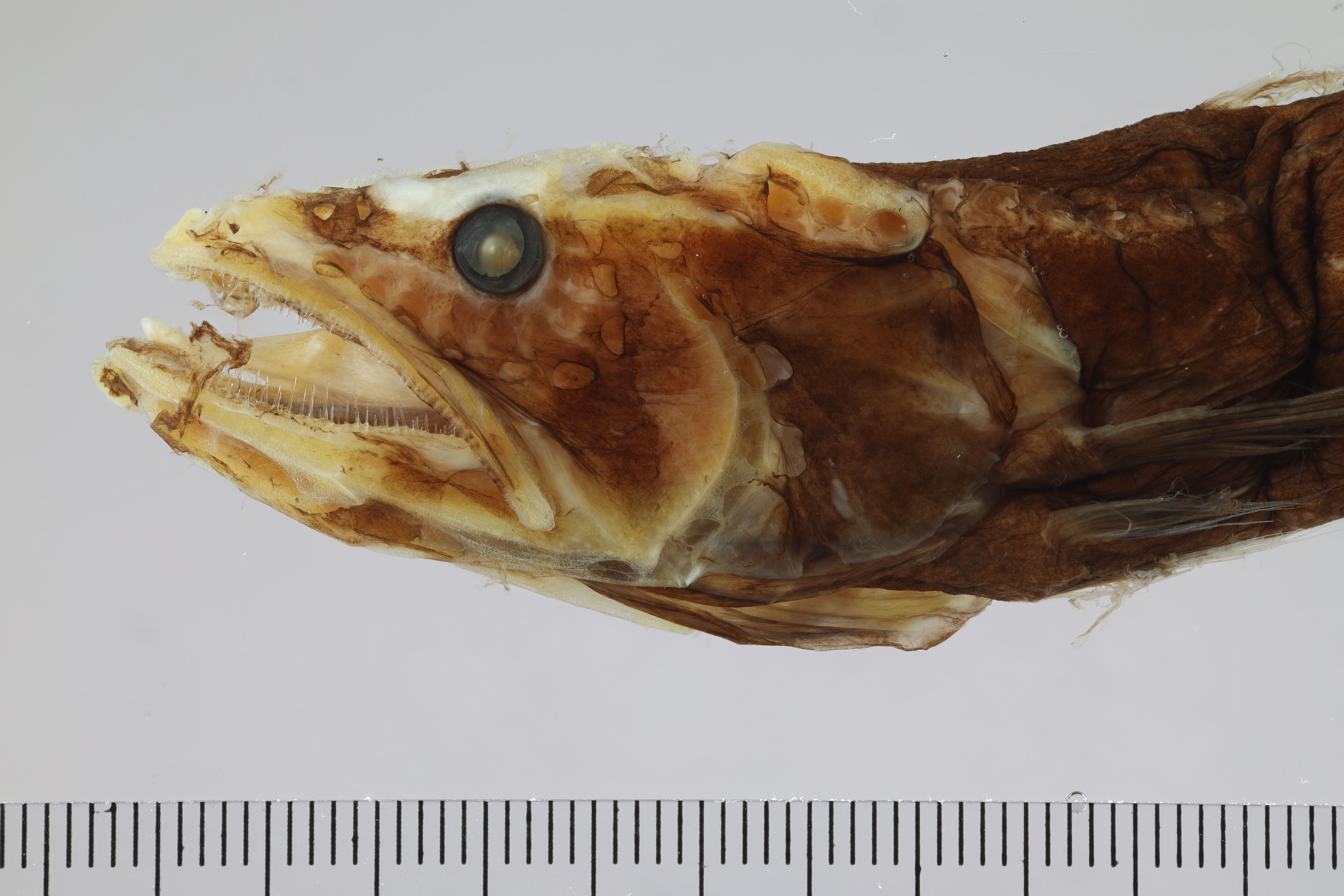 Dysalotus alcocki thumbnail