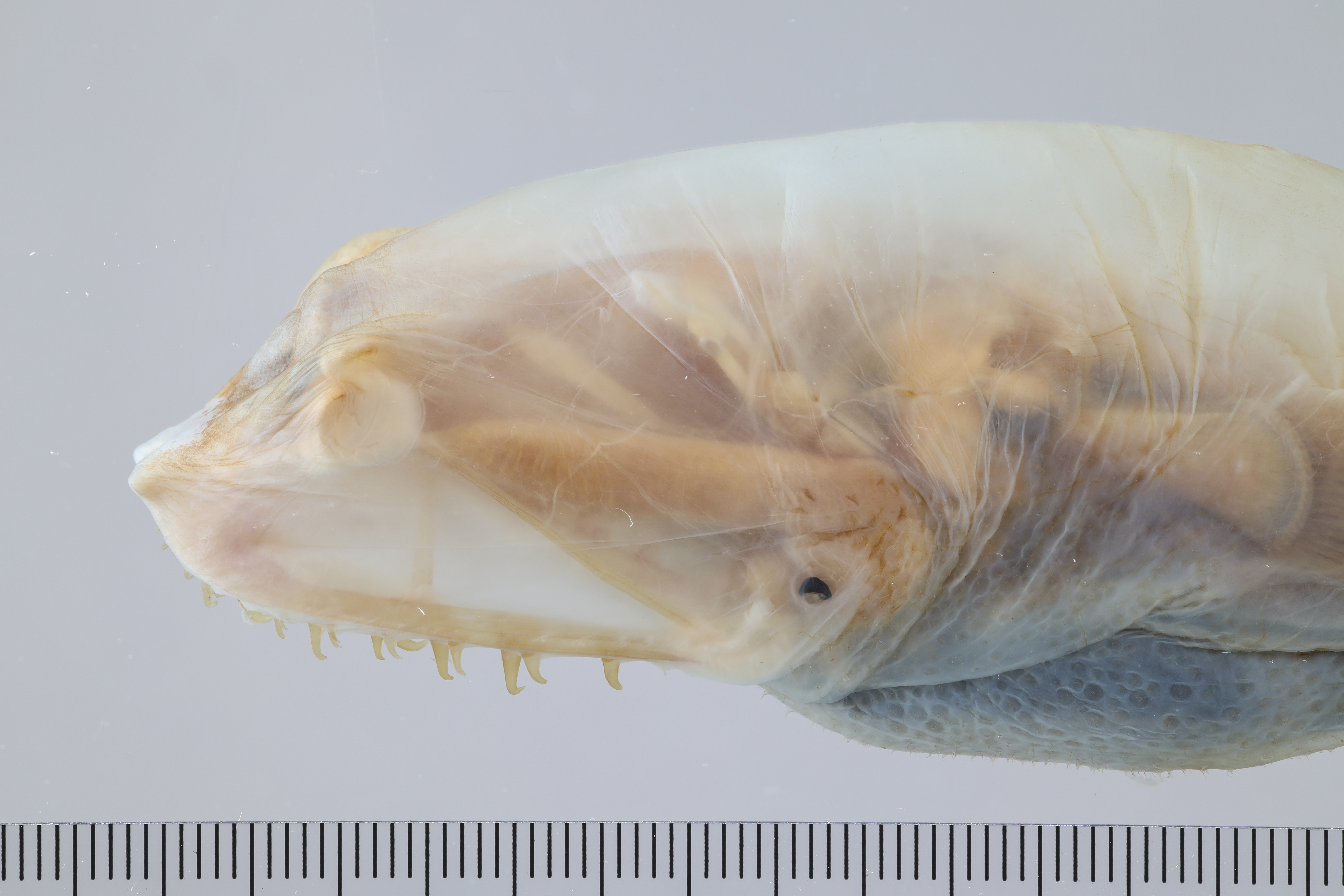 Thaumatichthys binghami thumbnail