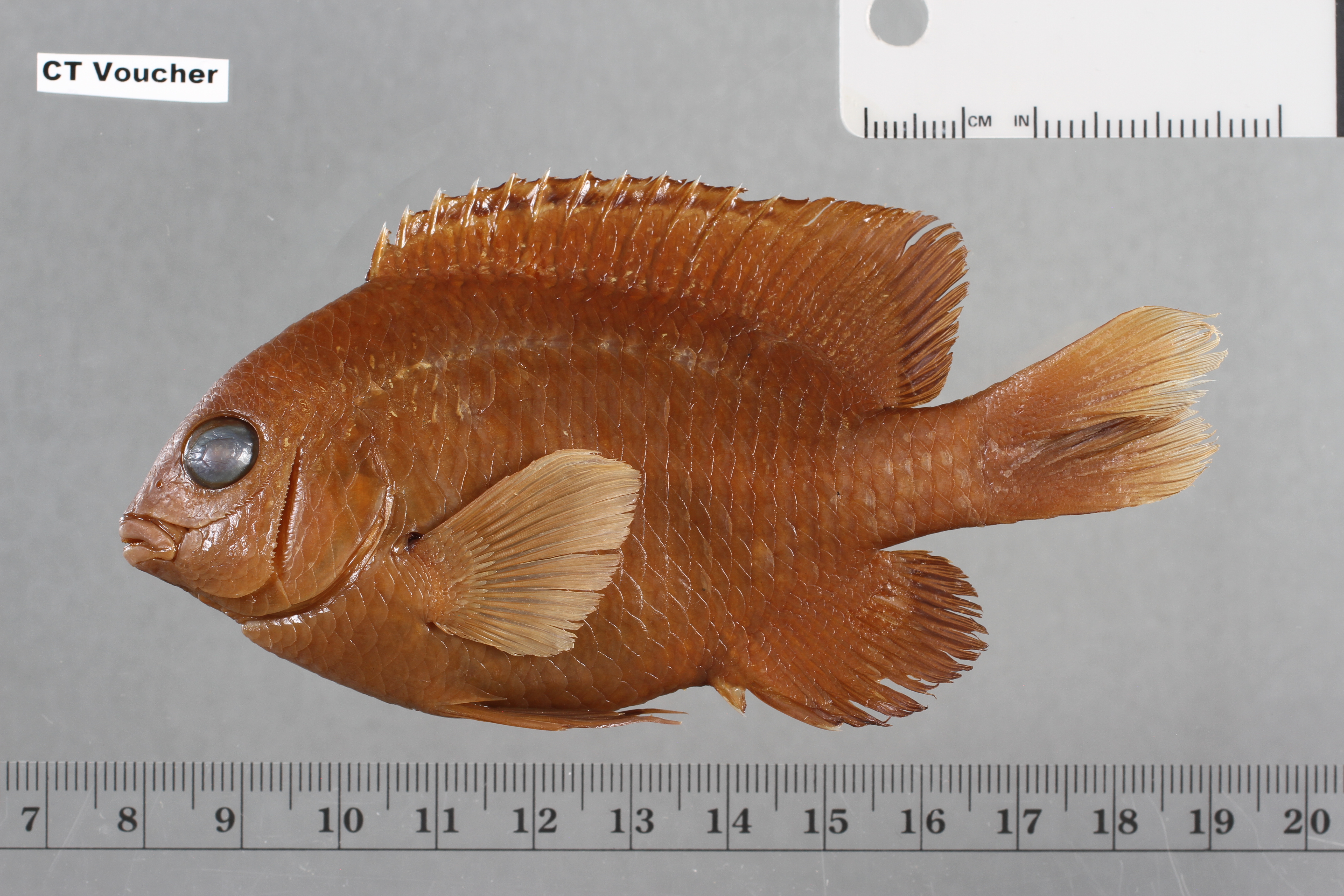 Stegastes imbricatus thumbnail