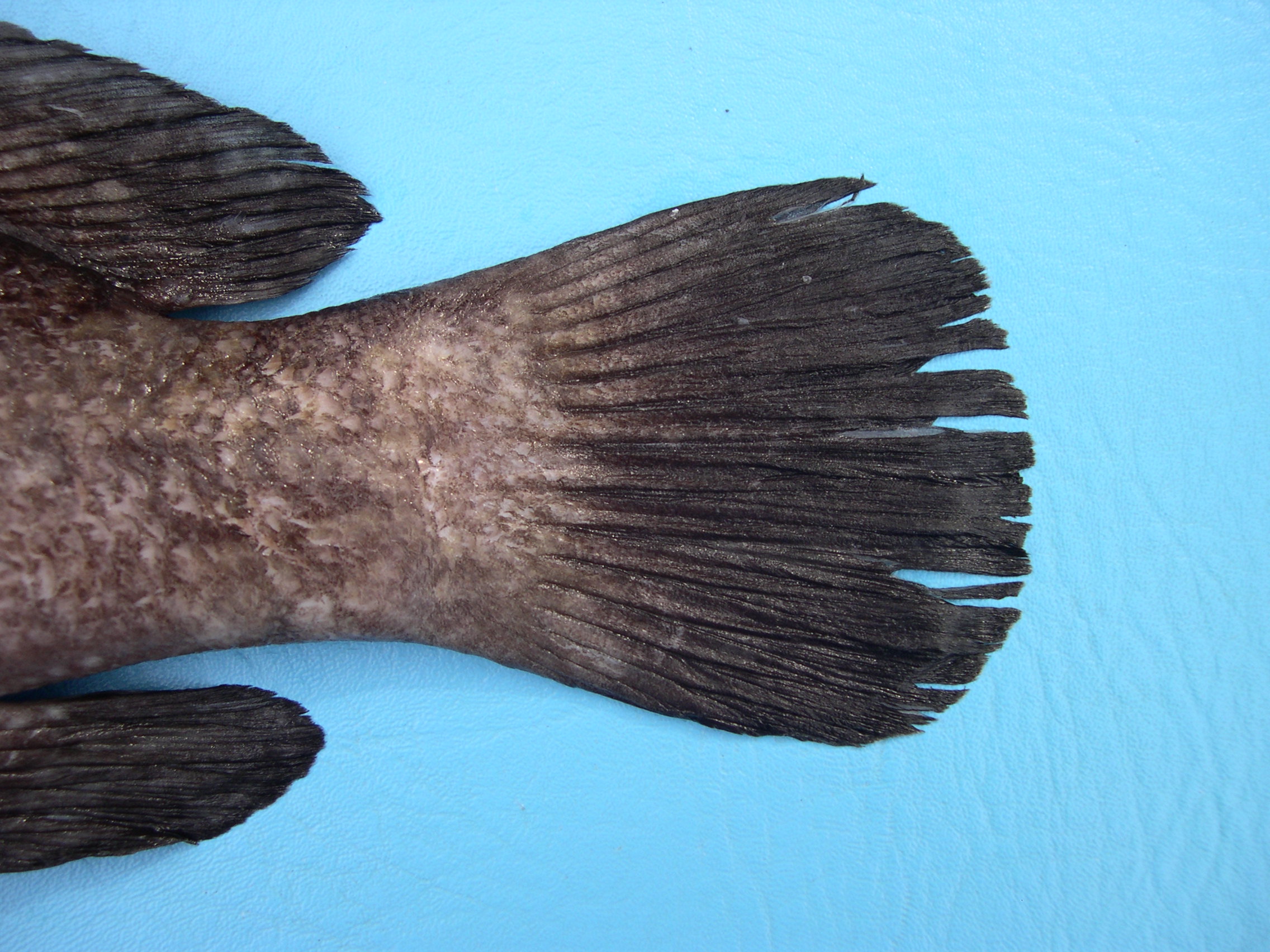 Epinephelus summana thumbnail