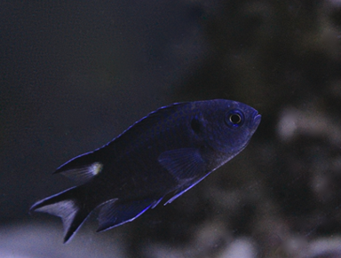 Neopomacentrus cyanomos thumbnail