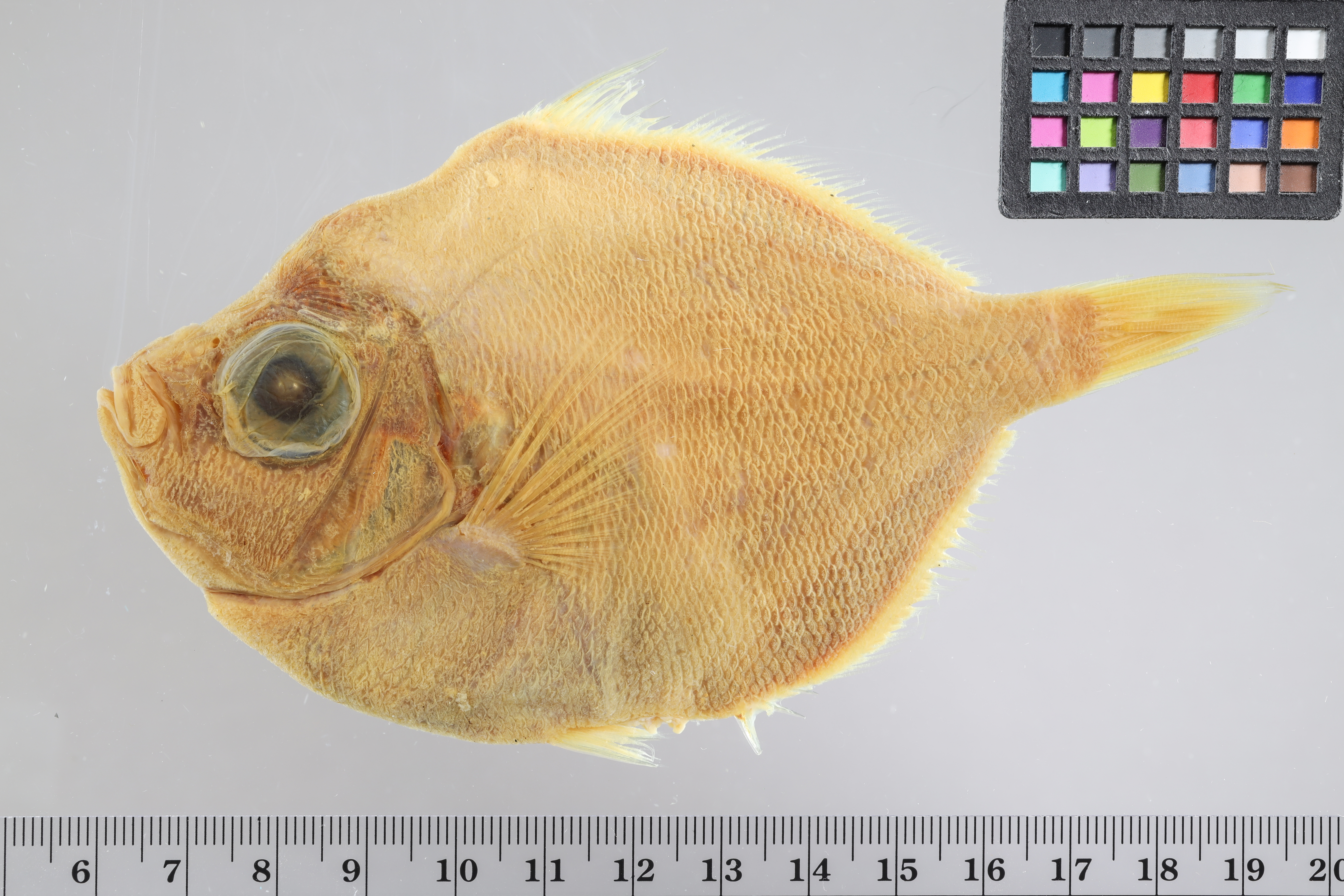 Kortstekel-everzwijnvis (Antigonia combatia) — Caproidae