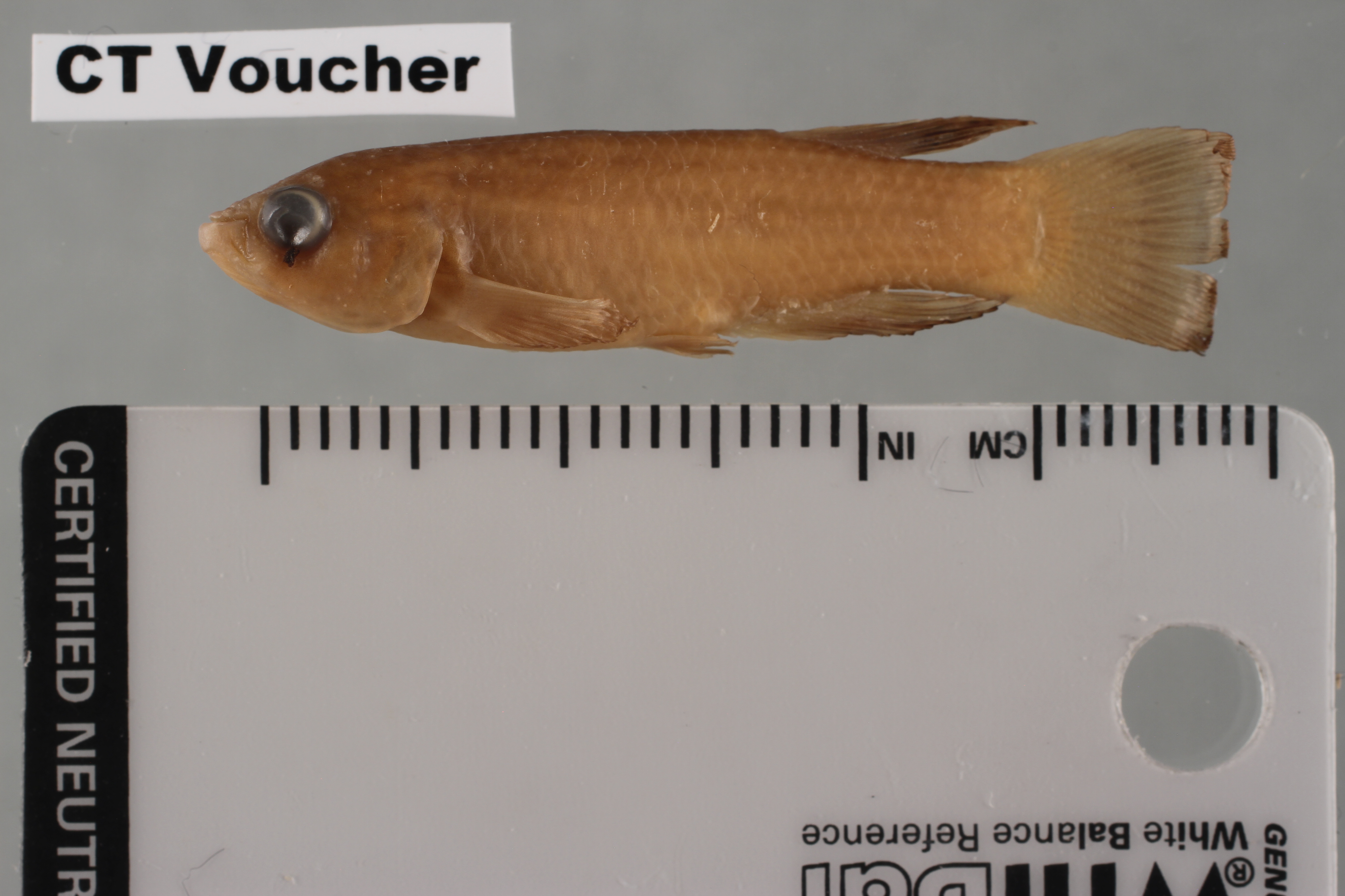 Bluefin killi (Rachovia brevis) — Rivulidae — 2