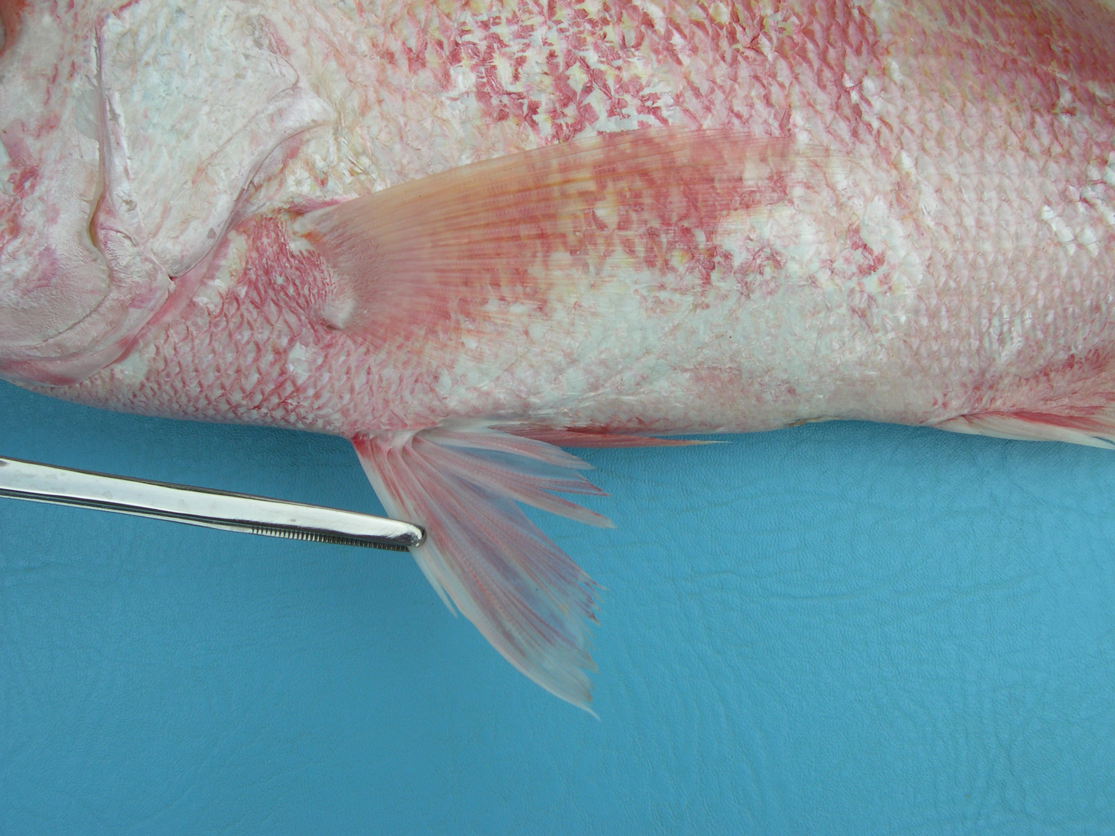 Lutjanus malabaricus