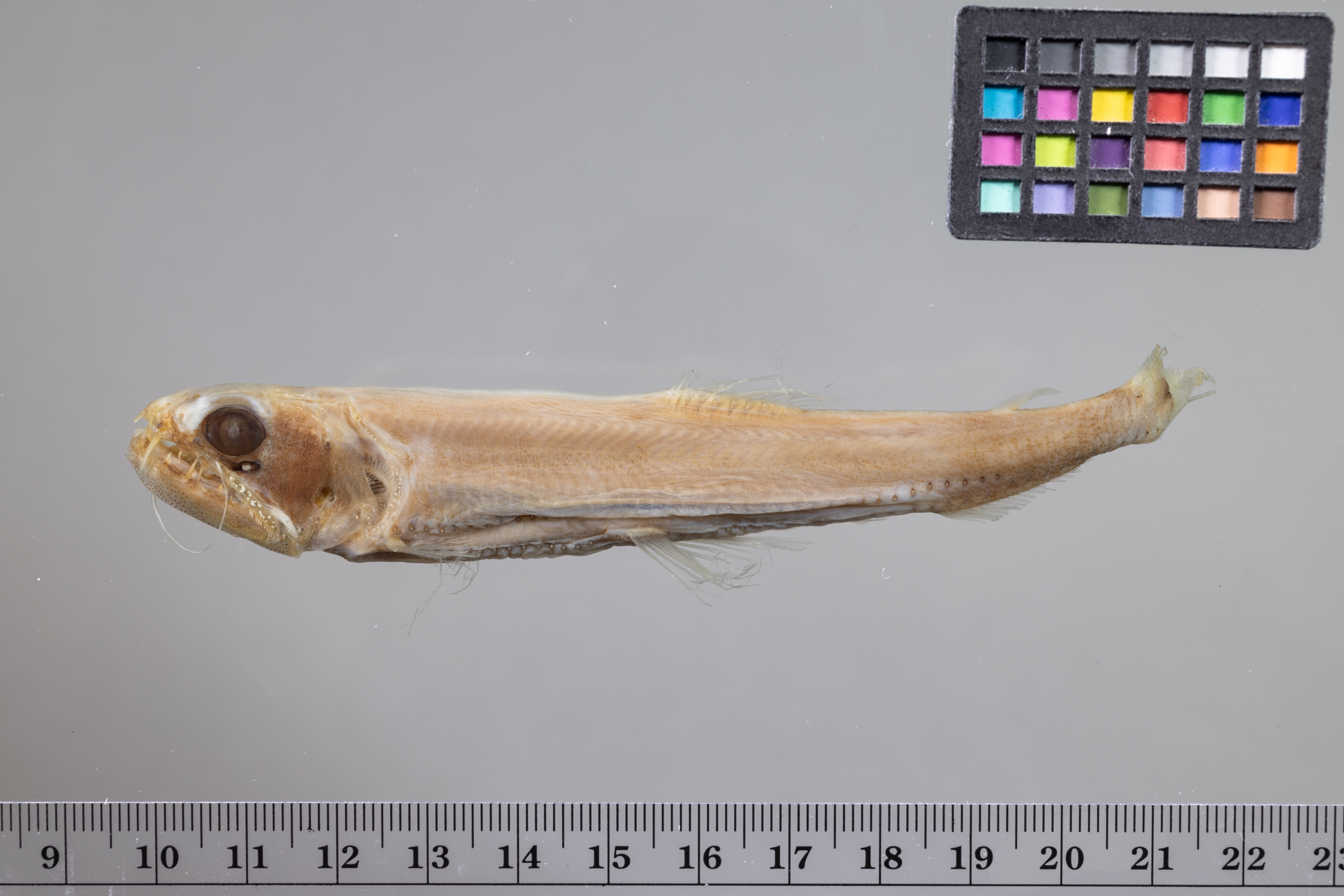 Astronesthes similus