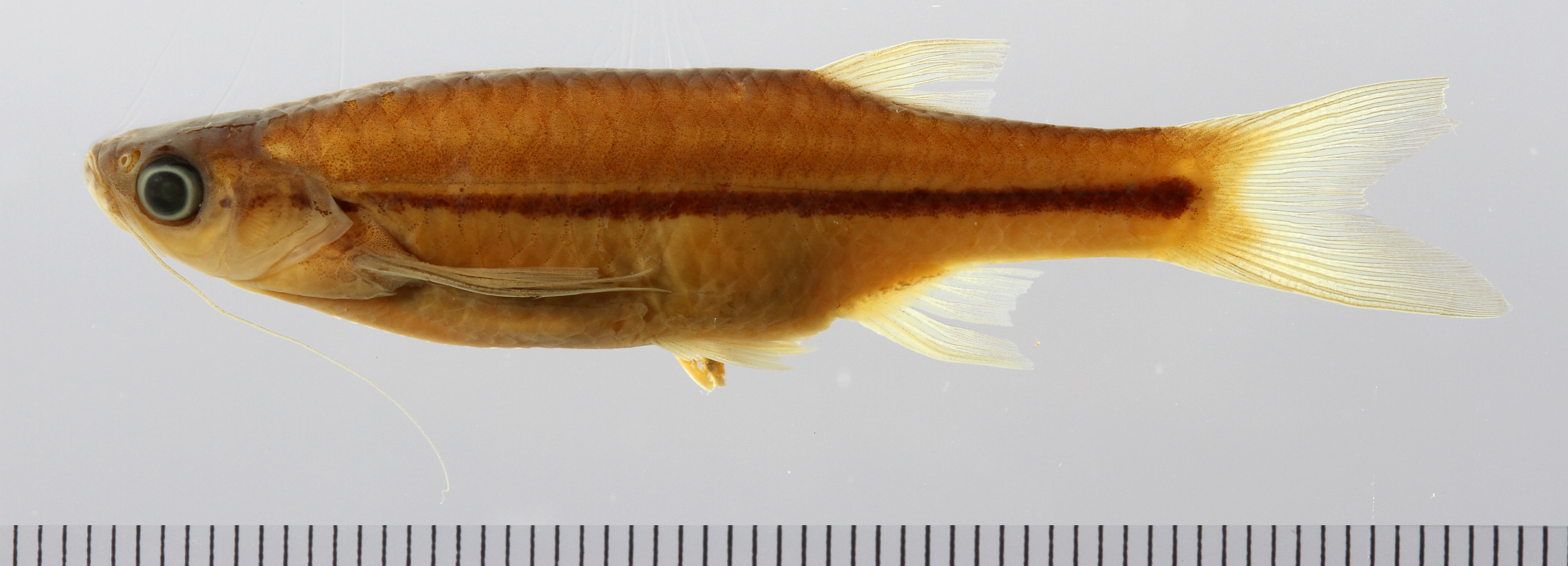 Striped flying barb (Esomus metallicus) — Cyprinidae — 3