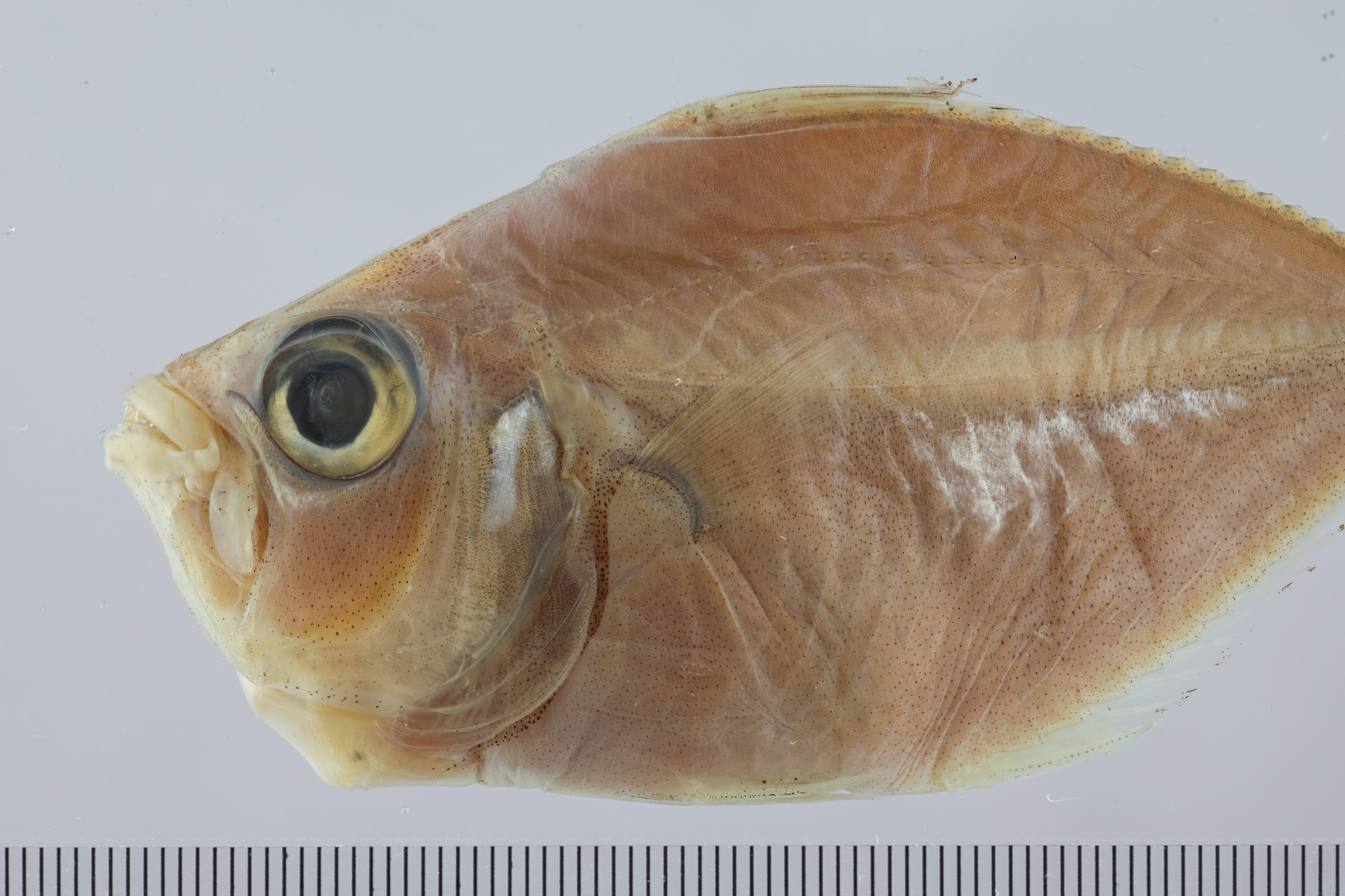 Gazza minuta