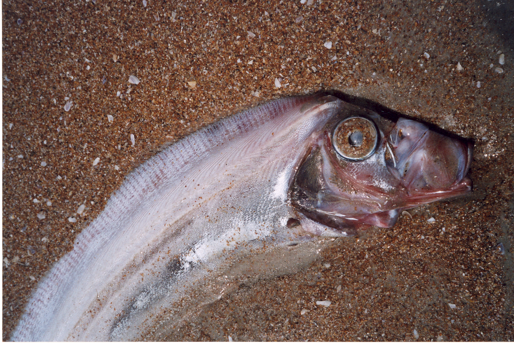 Trachipterus arcticus thumbnail