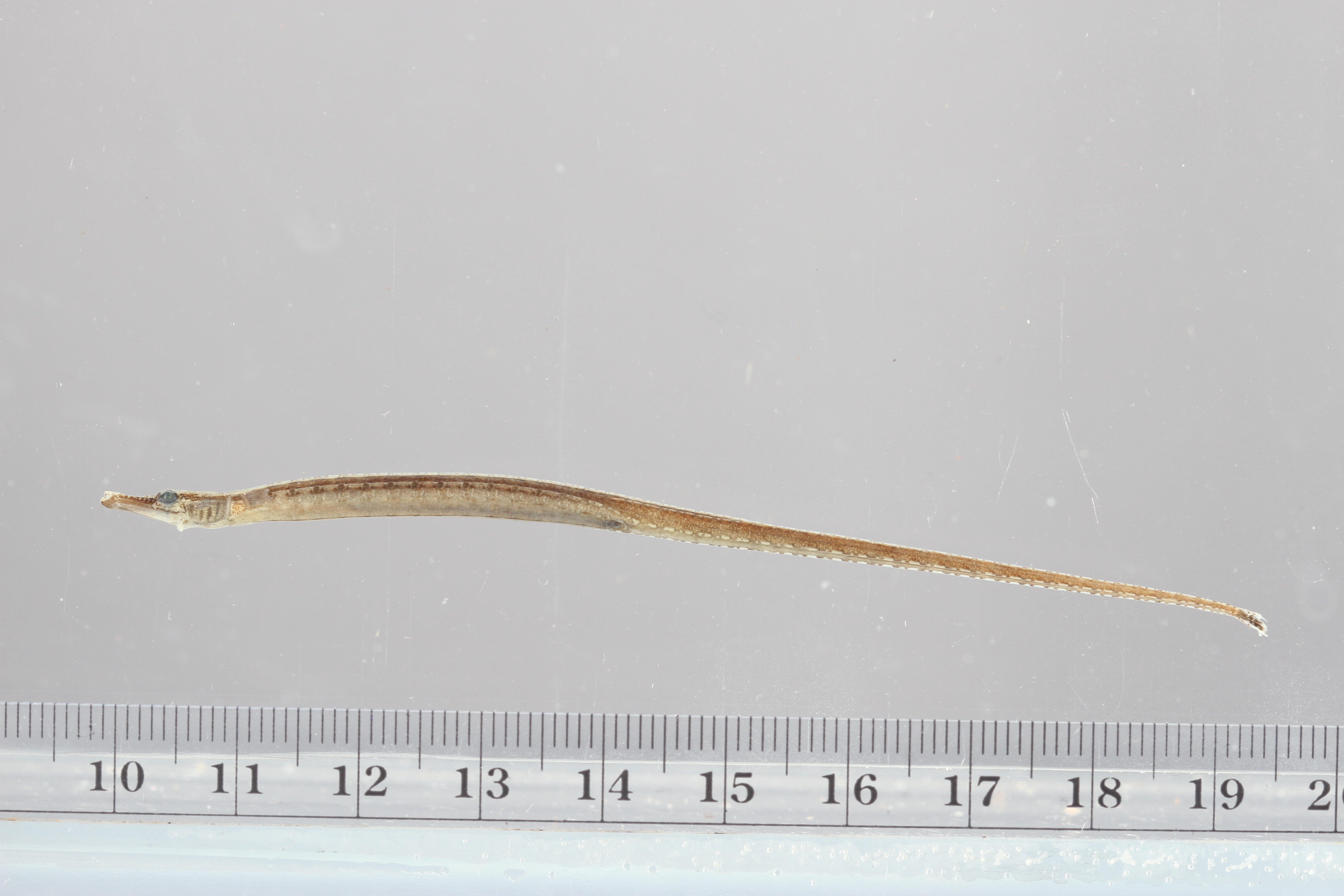 Choeroichthys sculptus thumbnail