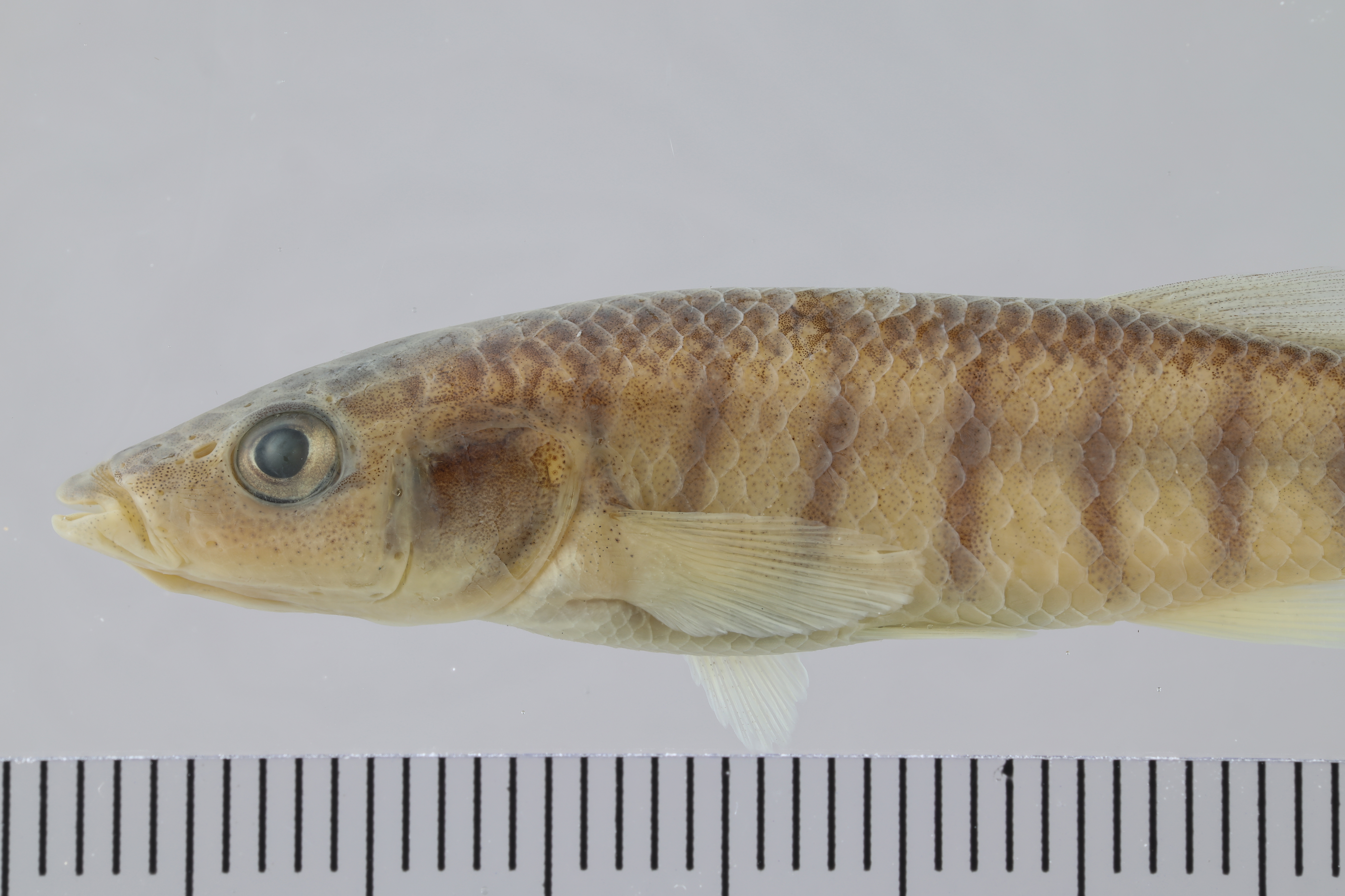 Fundulus similis