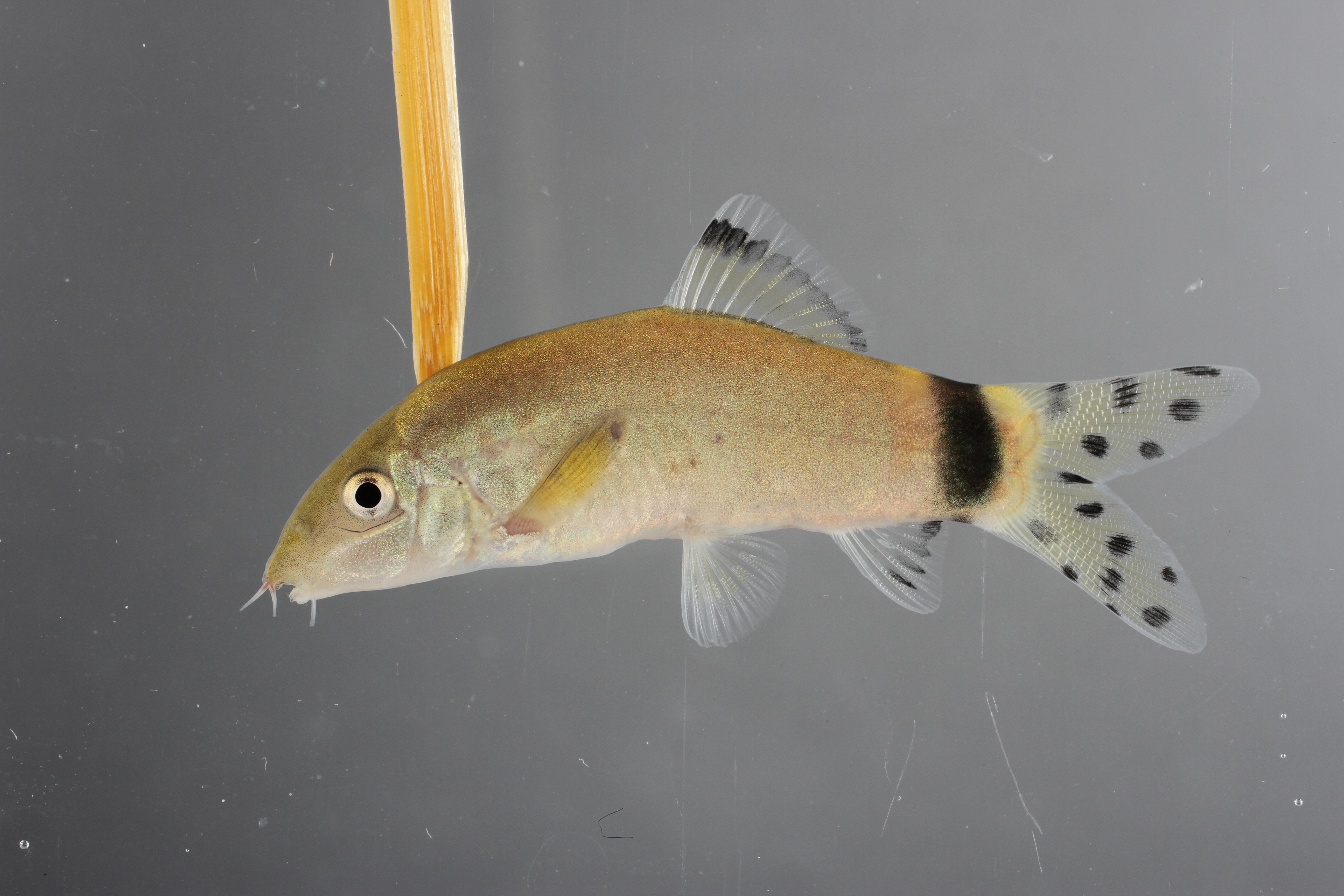 Yasuhikotakia splendida