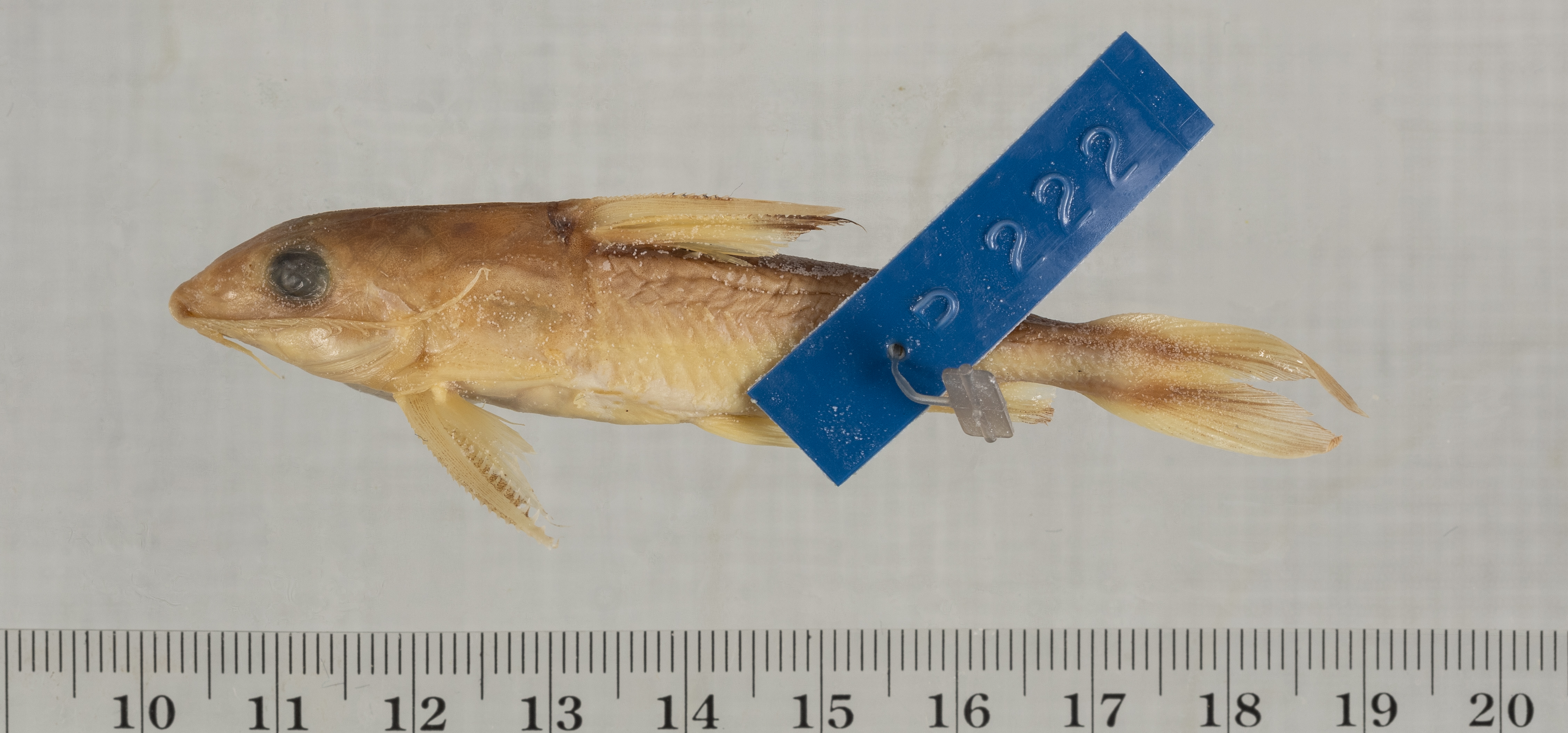 Hemidoras stenopeltis thumbnail