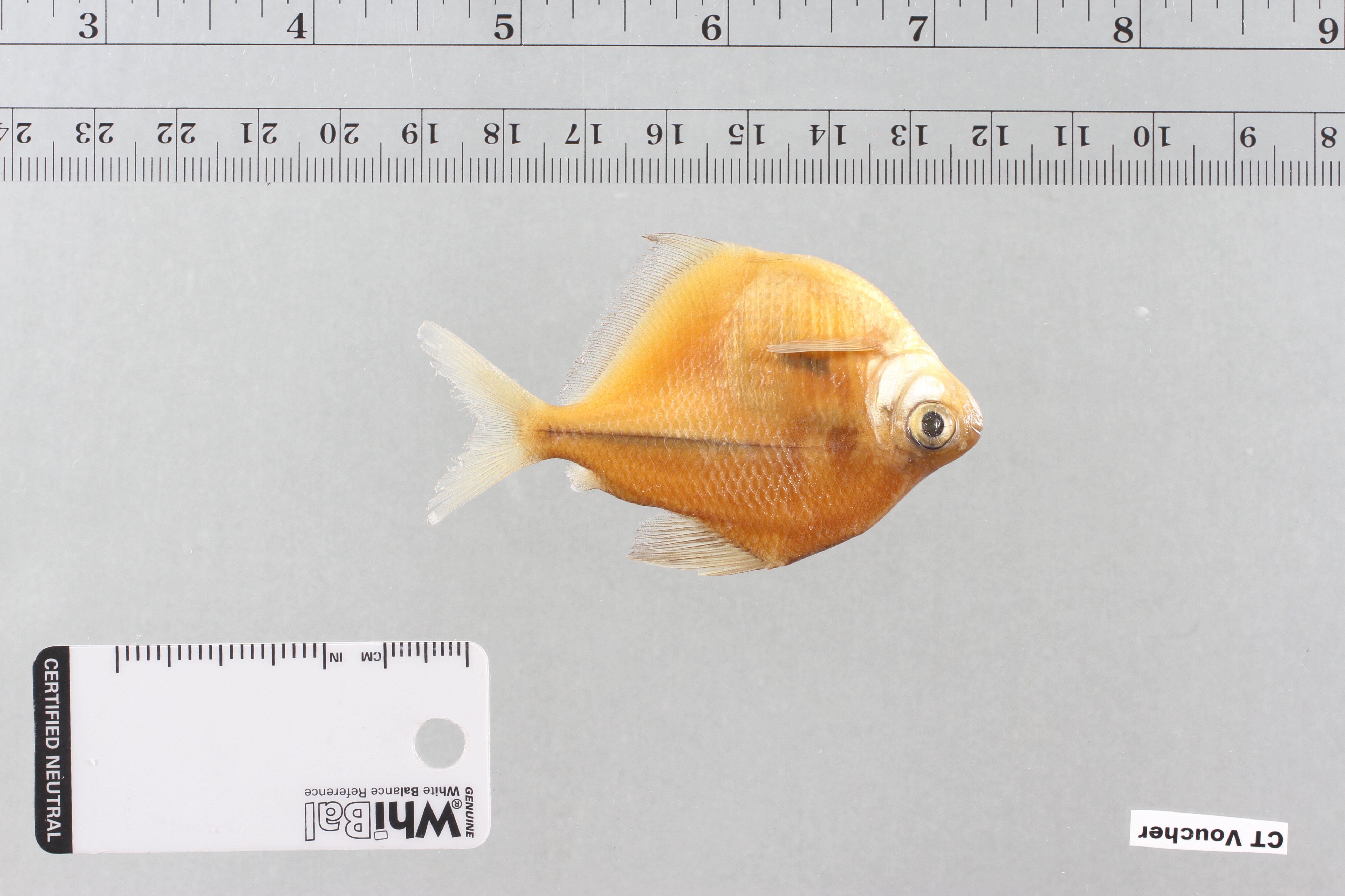 Redeye silver characin (Stethaprion erythrops) — Characidae — 5