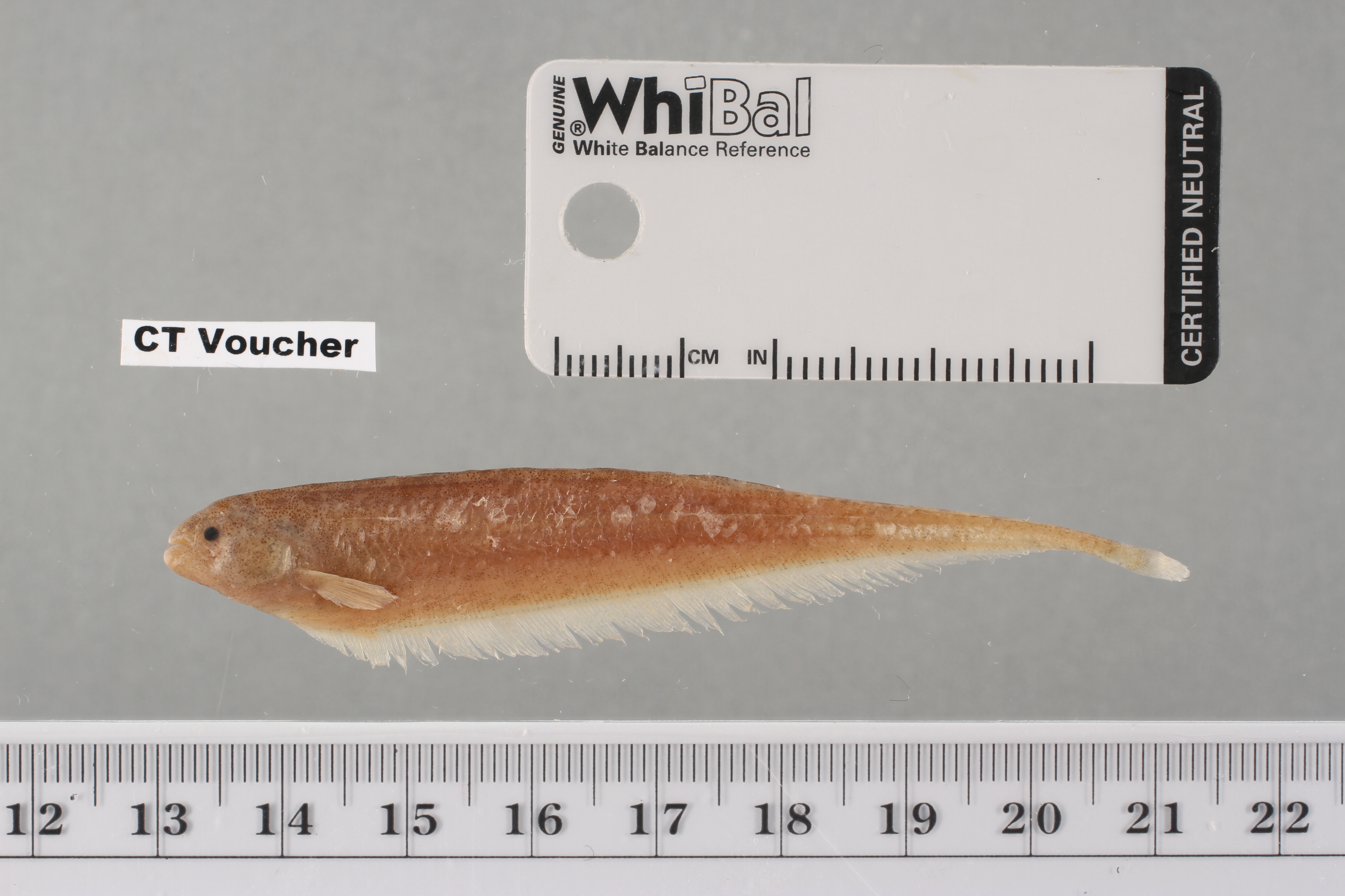 Ghost knifefish (Adontosternarchus sachsi) — Apteronotidae — 2