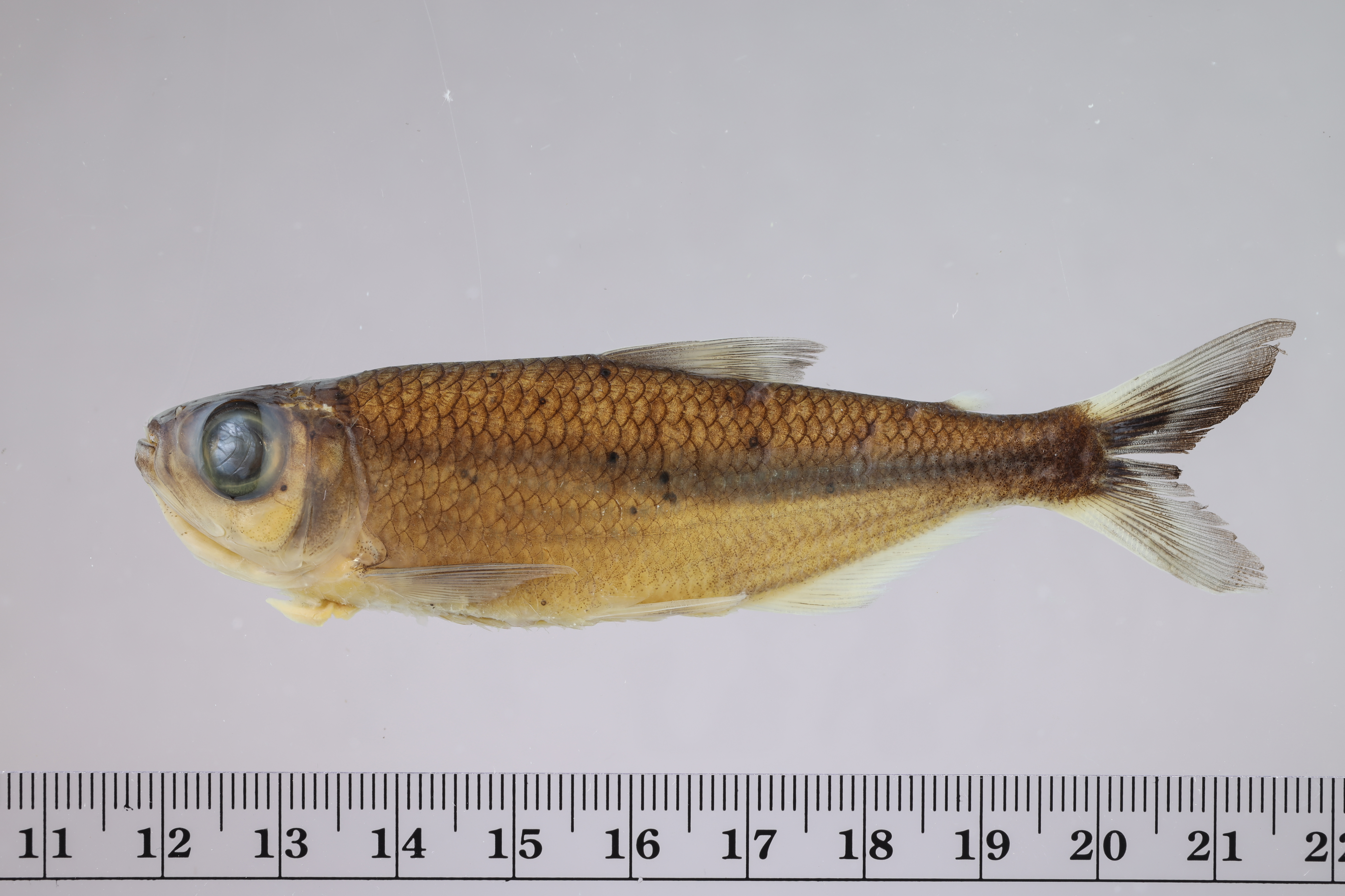 Tail-light tetra (Bryconops melanurus) — Iguanodectidae — 3