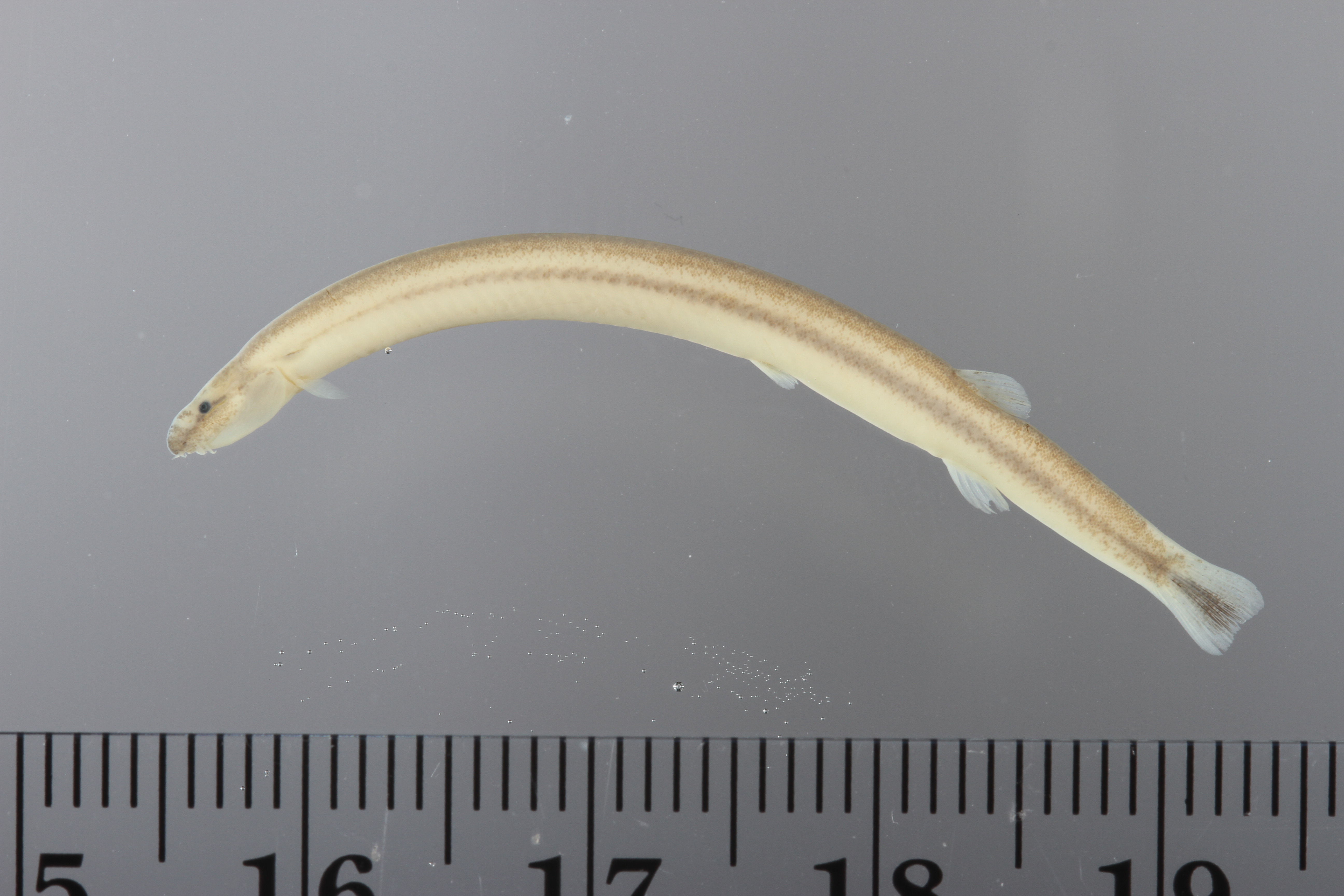 Pangio anguillaris thumbnail