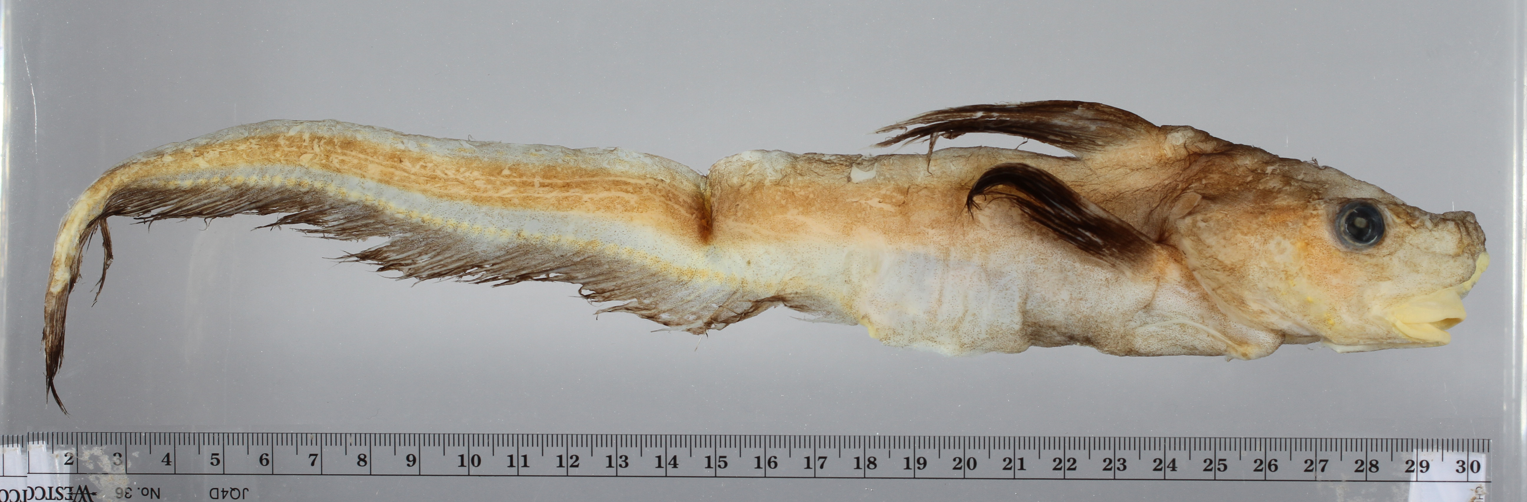 Jellynose (Ijimaia antillarum) — Ateleopodidae