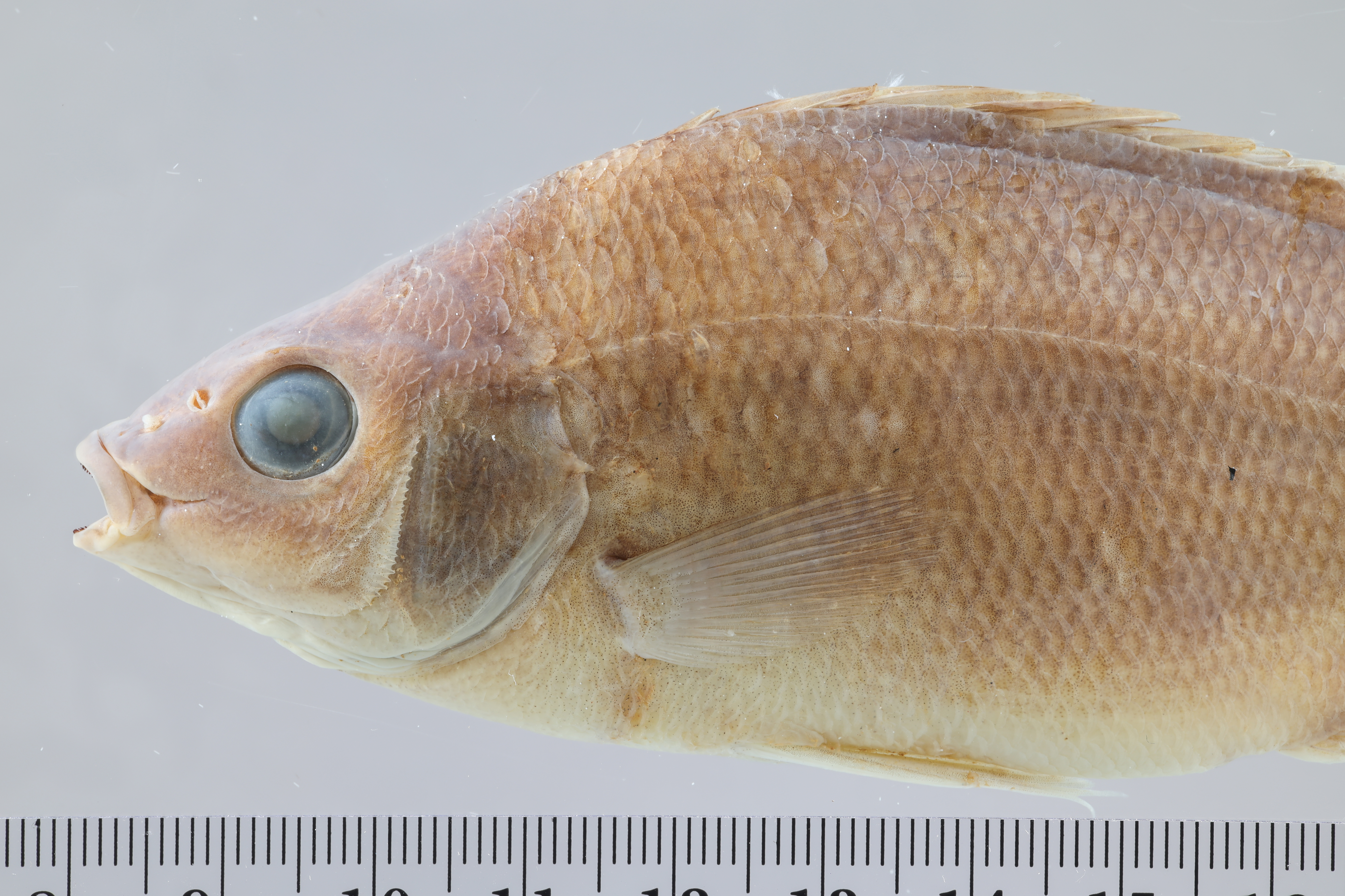Pingalla lorentzi