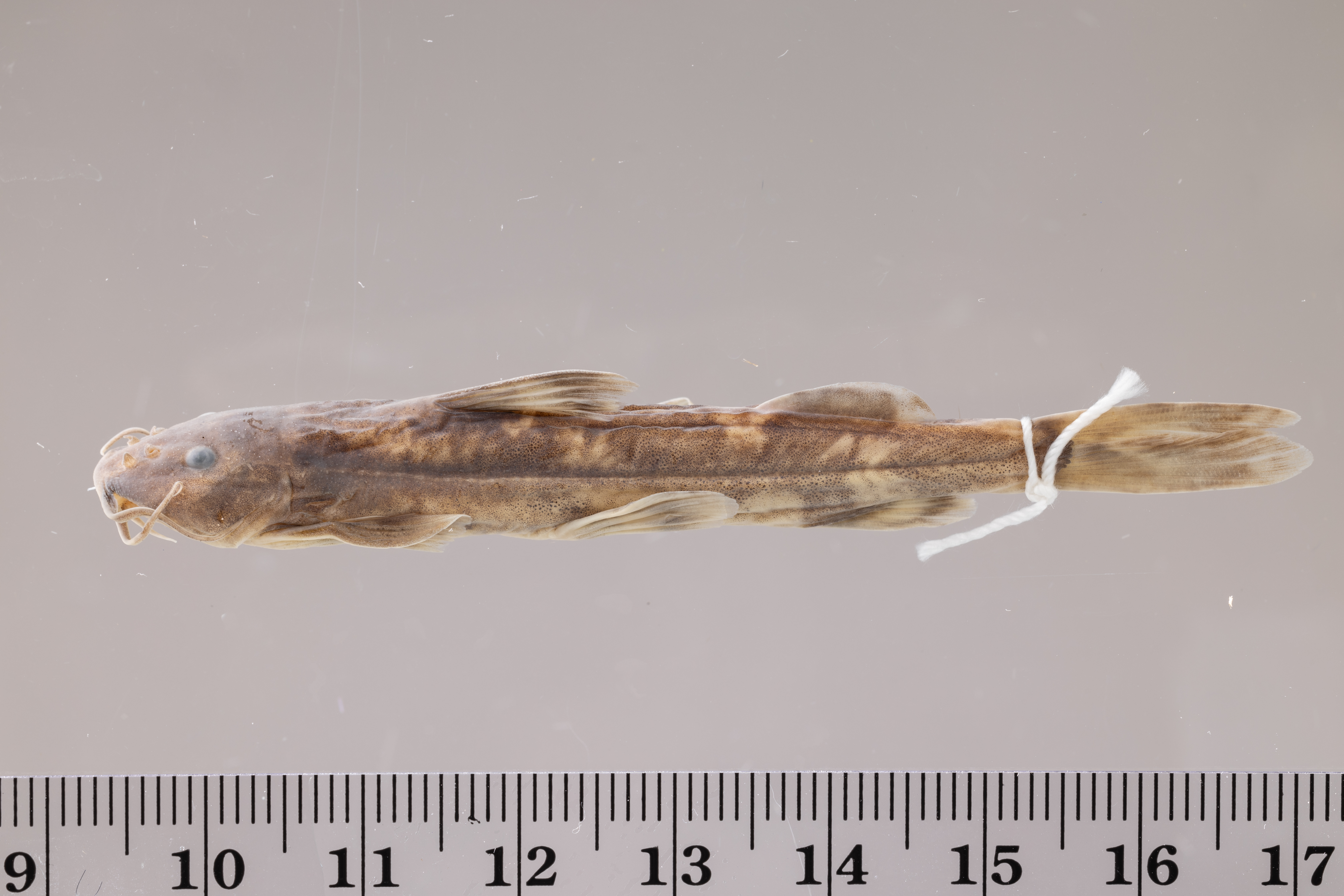 Gemarmerde bergmeerval (Amphilius jacksonii) — Amphiliidae — 4