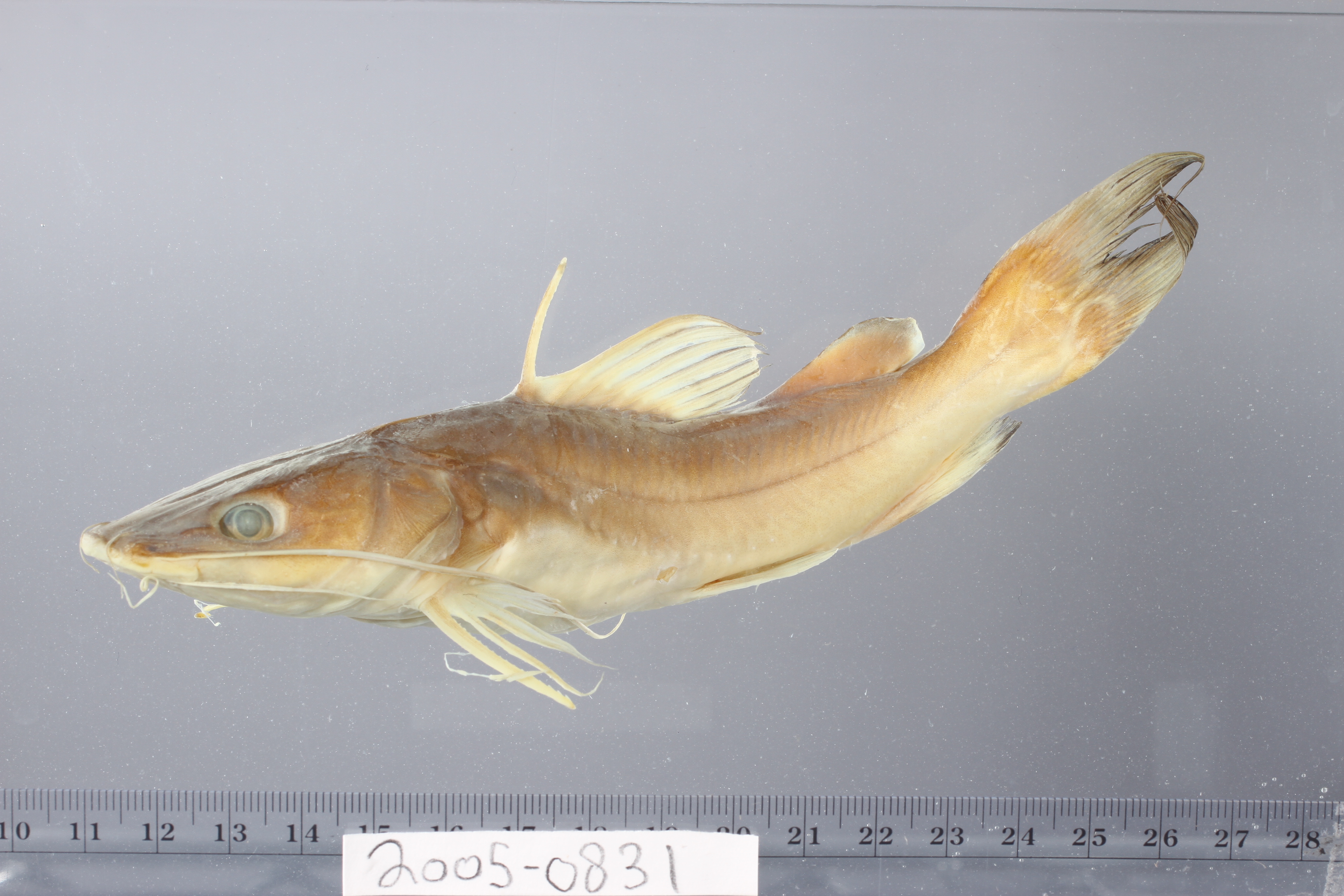 Hemibagrus planiceps