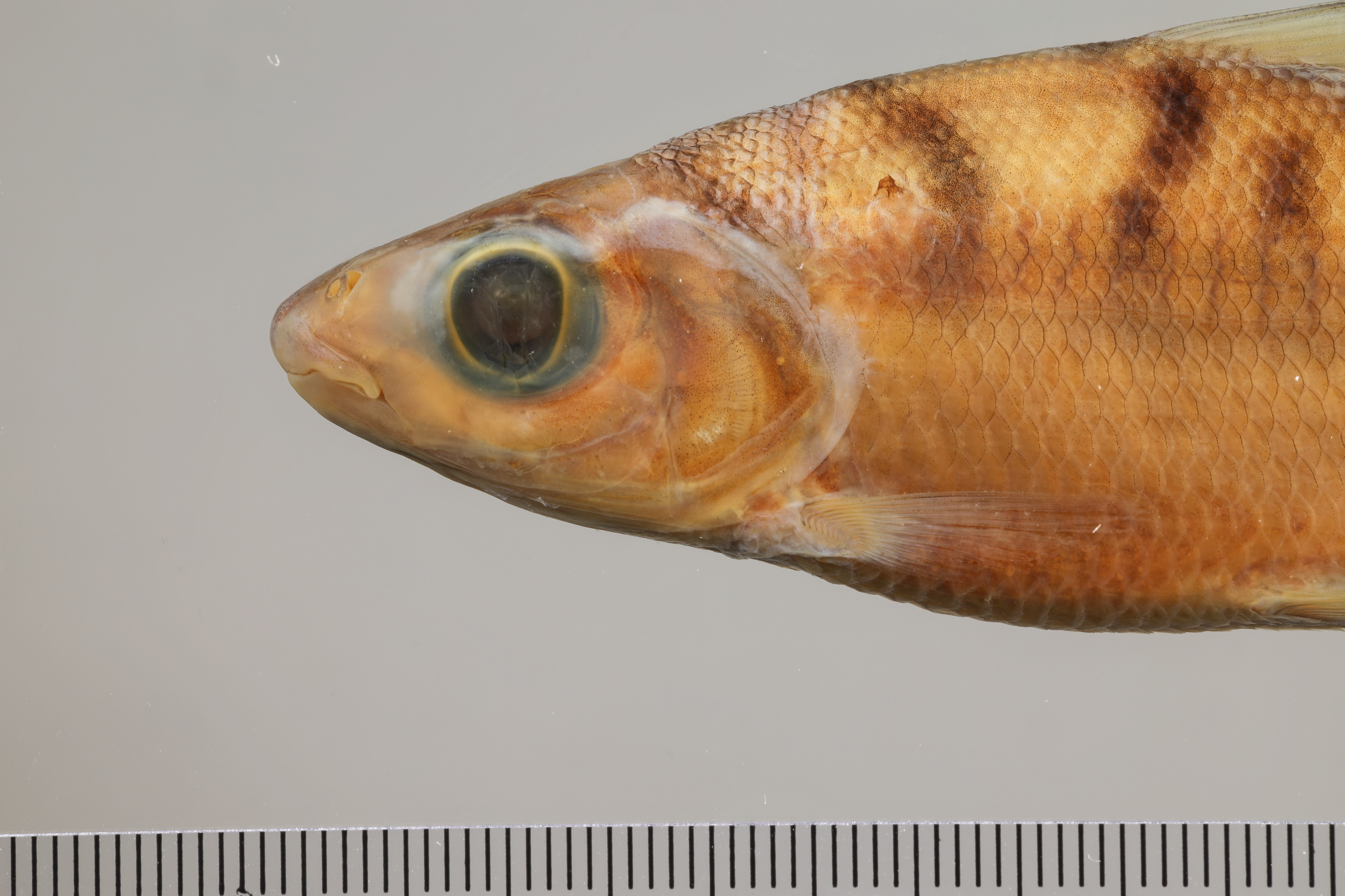 Curimata vittata — Curimatidae