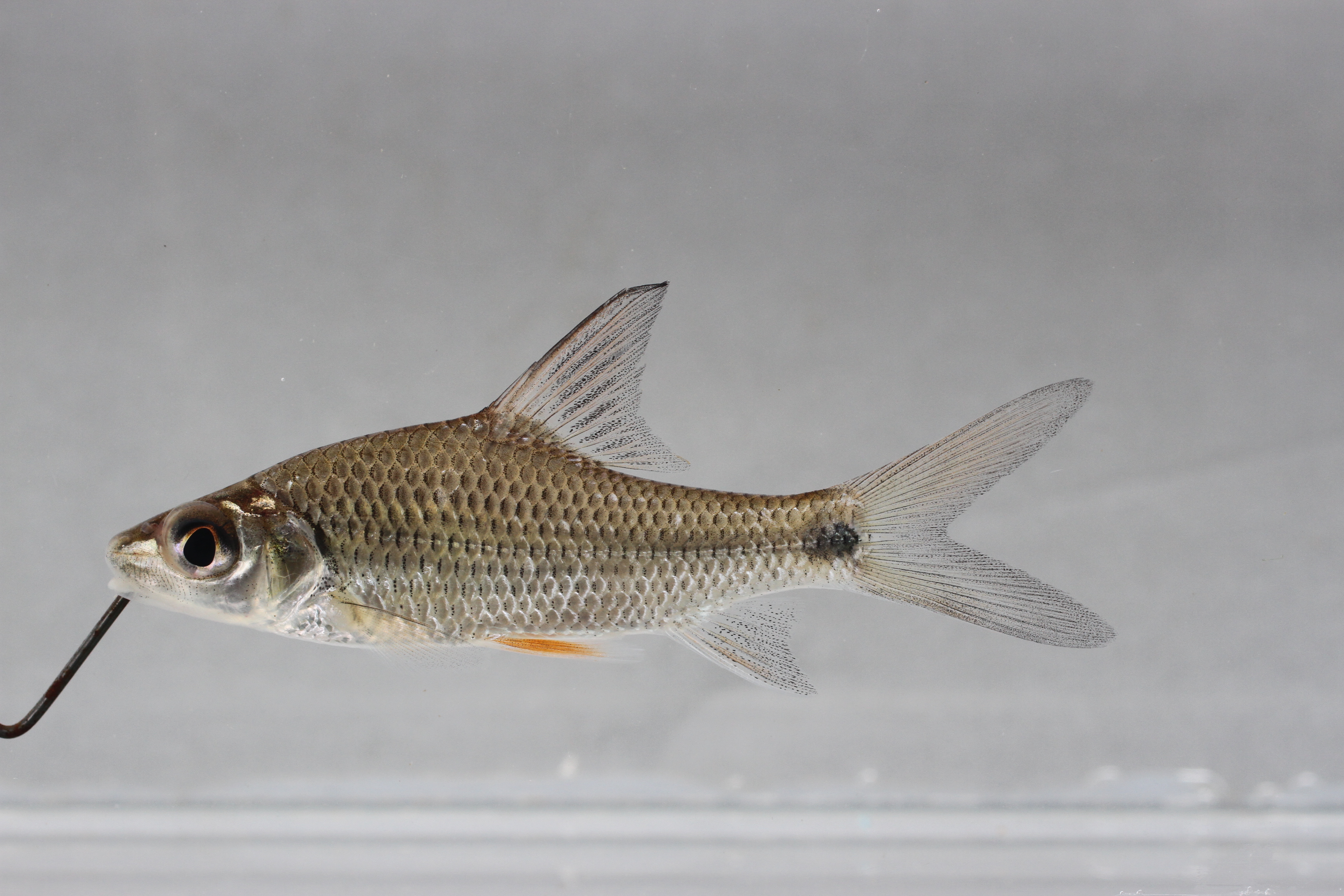 Armoured carp (Anematichthys armatus) — Cyprinidae — 2