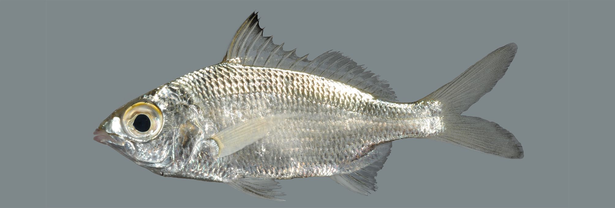 Eucinostomus havana thumbnail