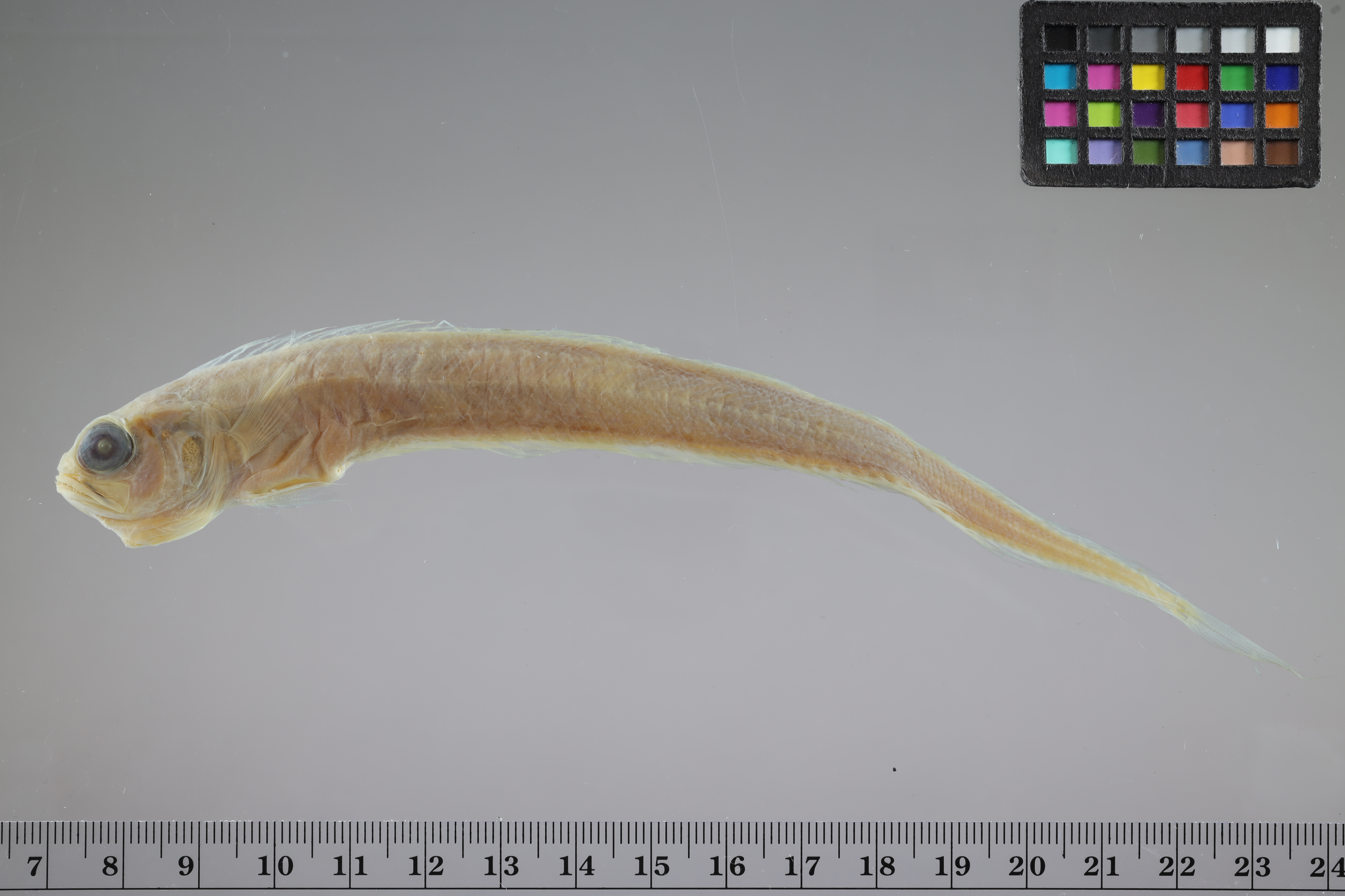 African bandfish (Cepola pauciradiata) — Cepolidae
