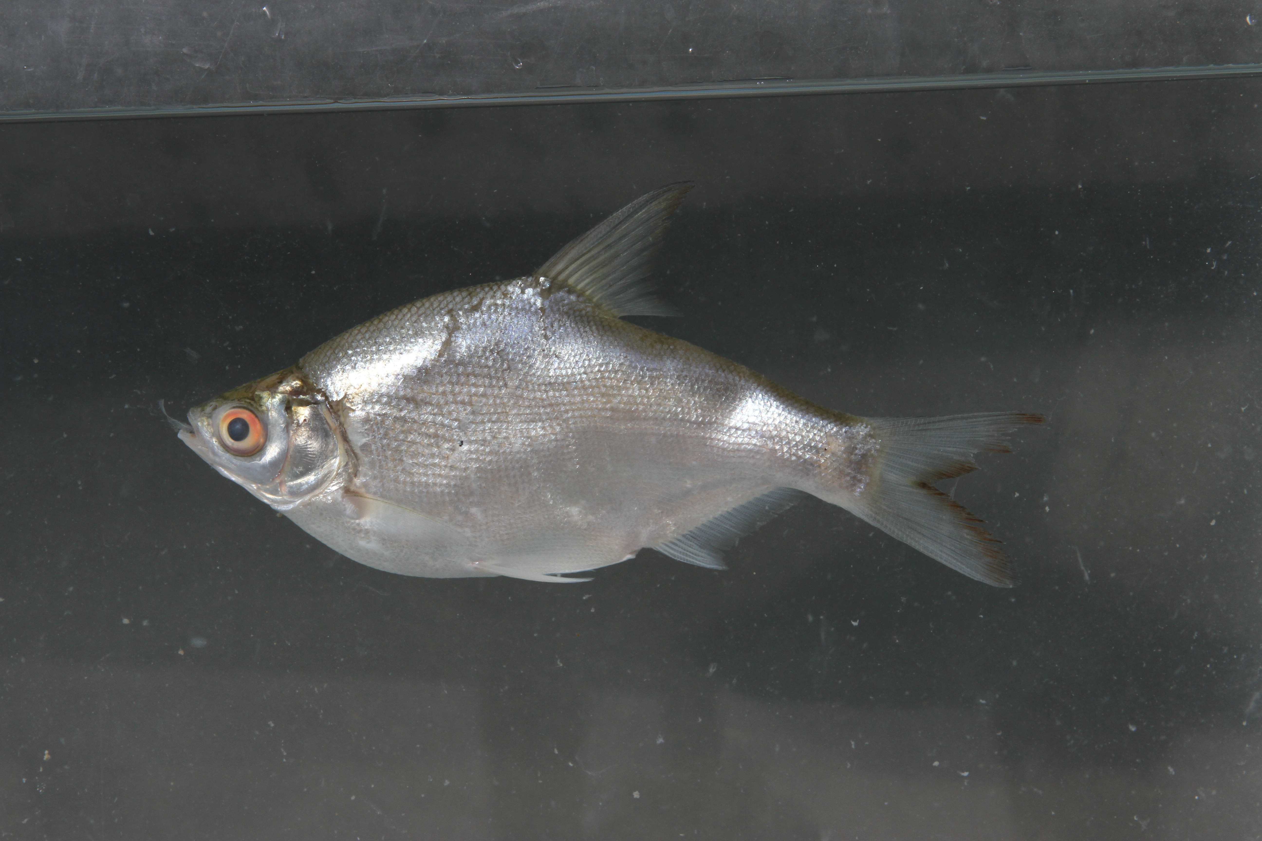 Manipur-osteobrama (Osteobrama belangeri) — Cyprinidae