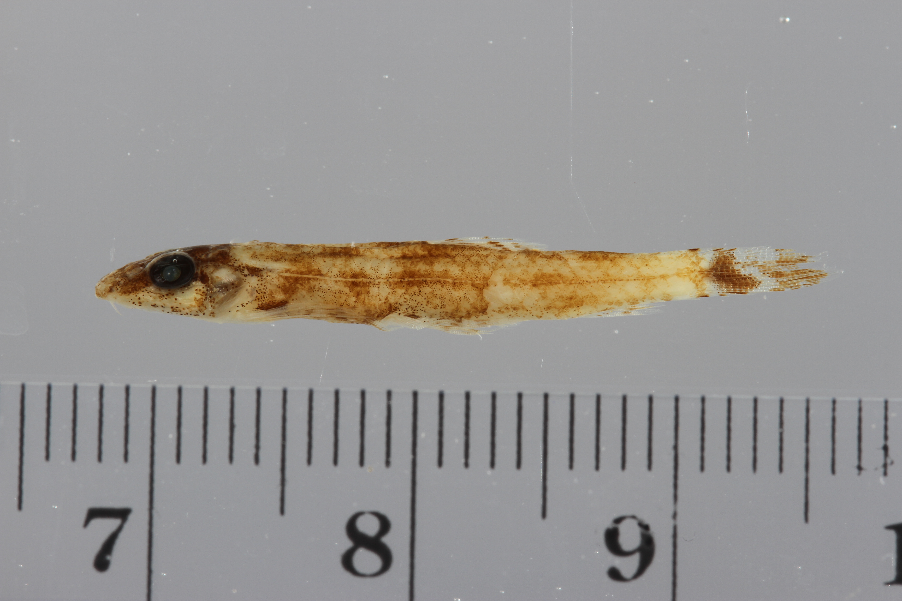 Green Gecko Loach (Homalopteroides tweediei)