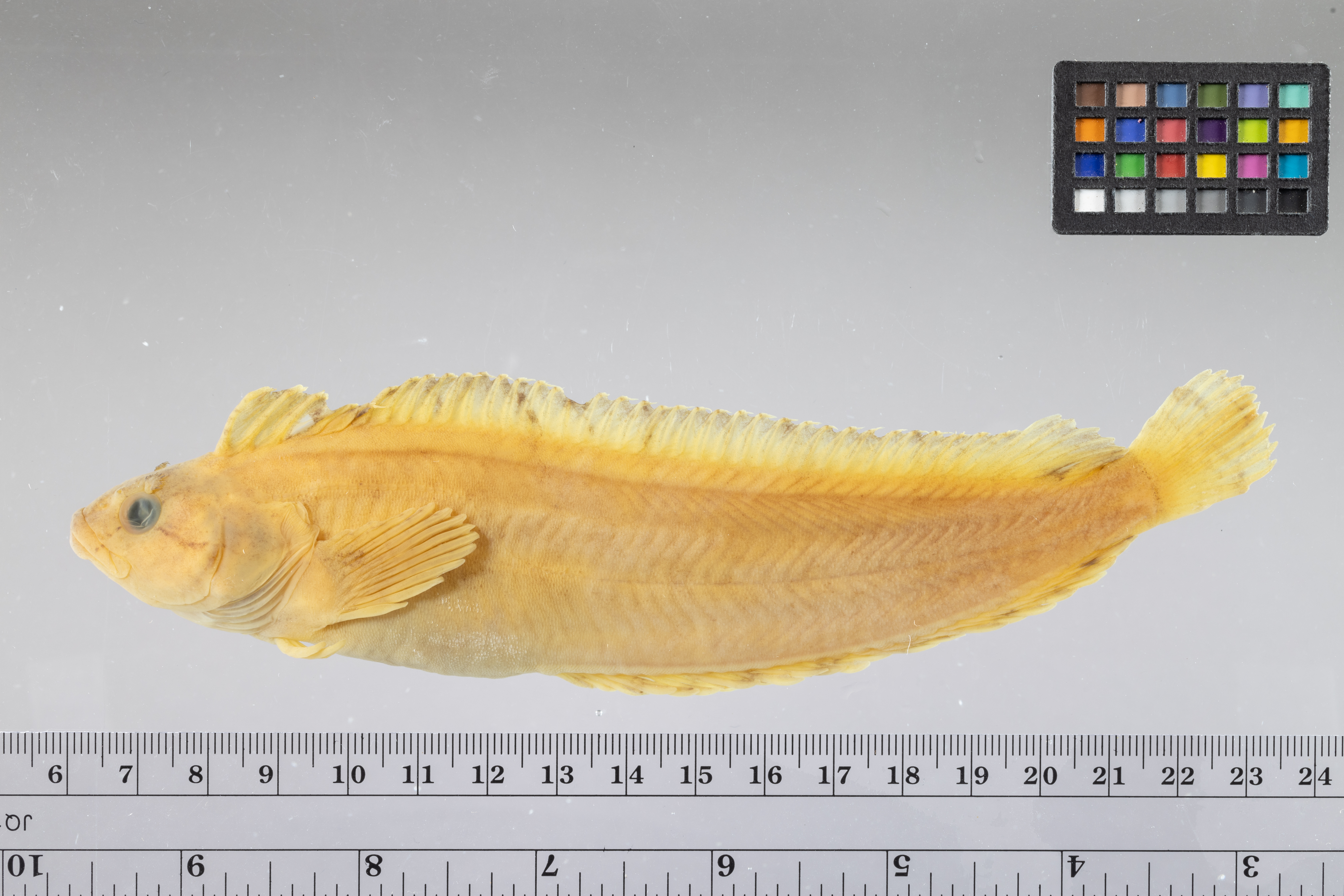 Gibbonsia montereyensis thumbnail