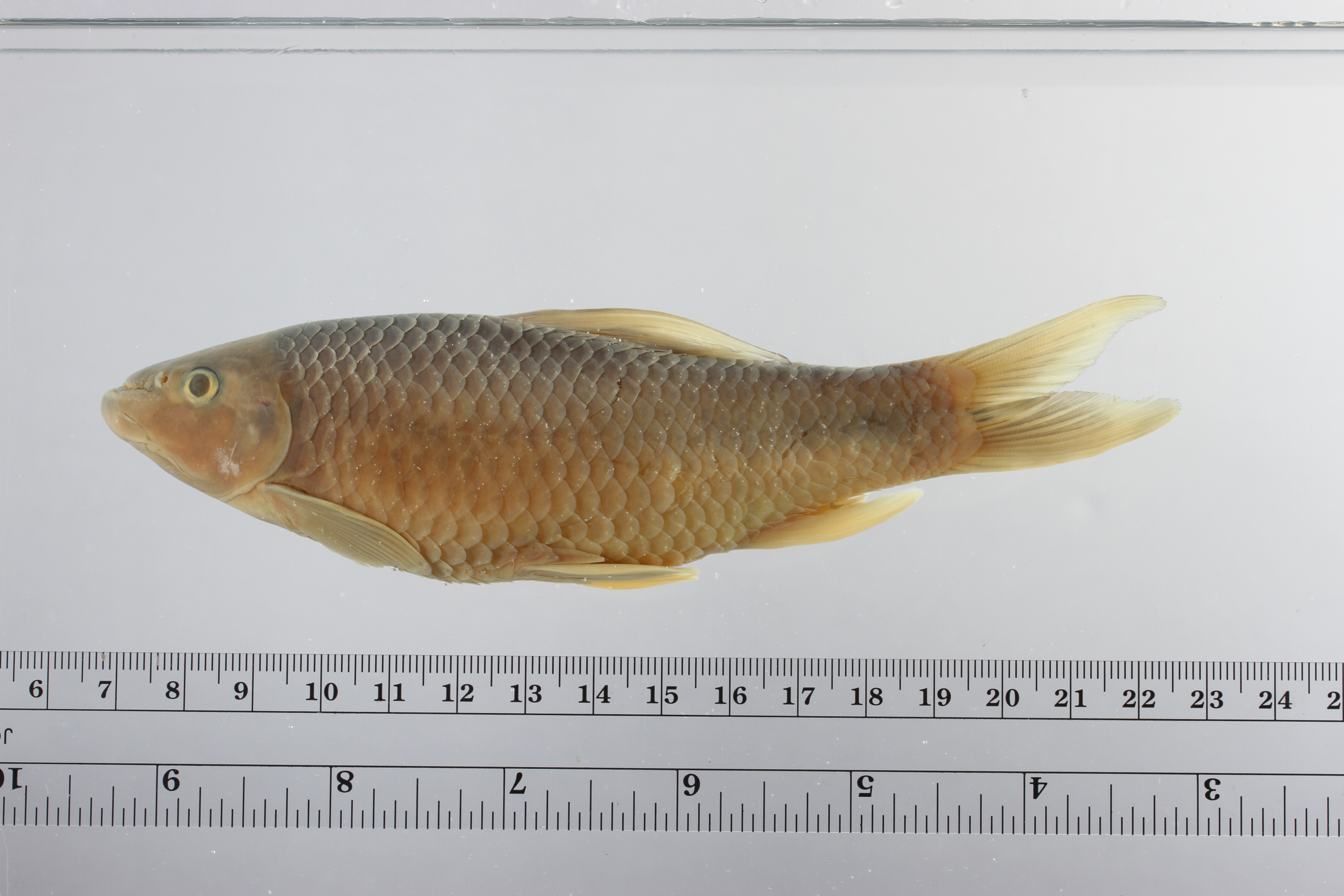 Schismatorhynchos heterorhynchos (Schismatorhynchos heterorhynchos)