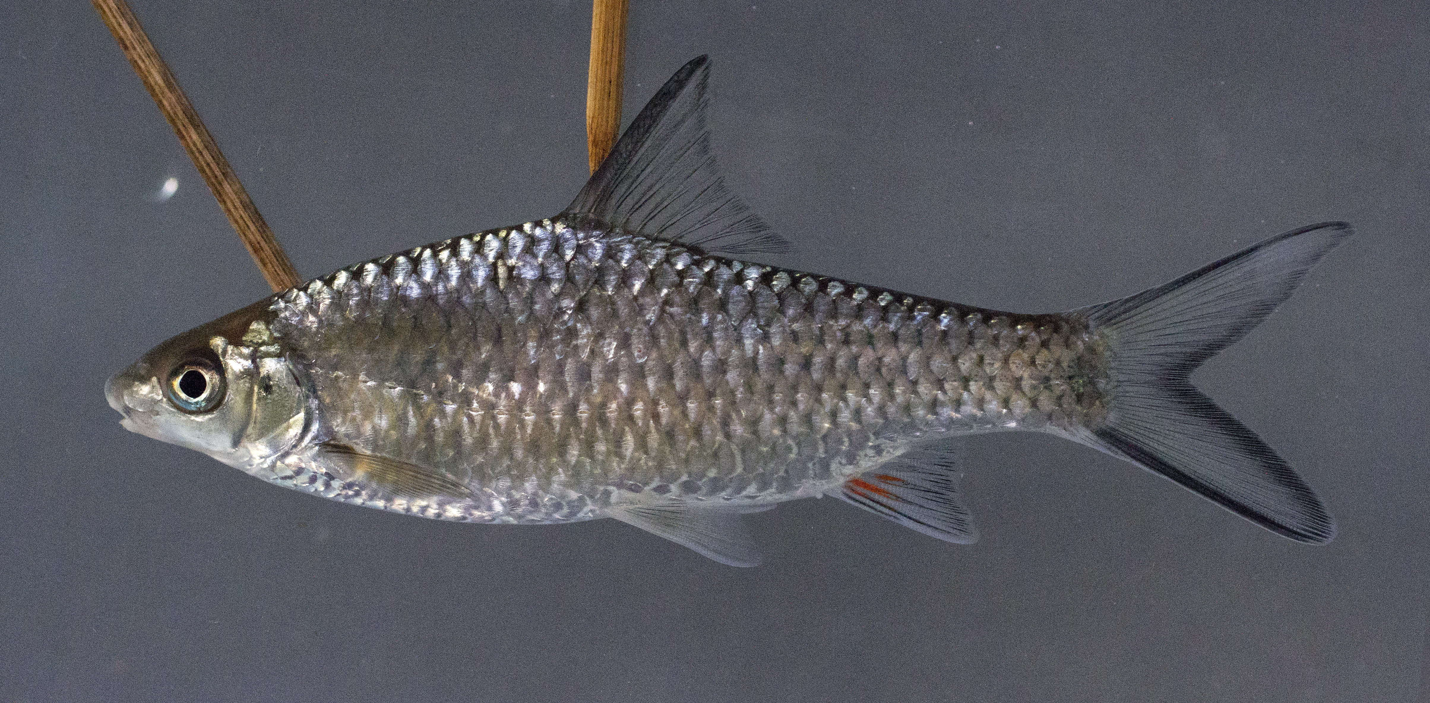 Poropuntius hampaloides thumbnail