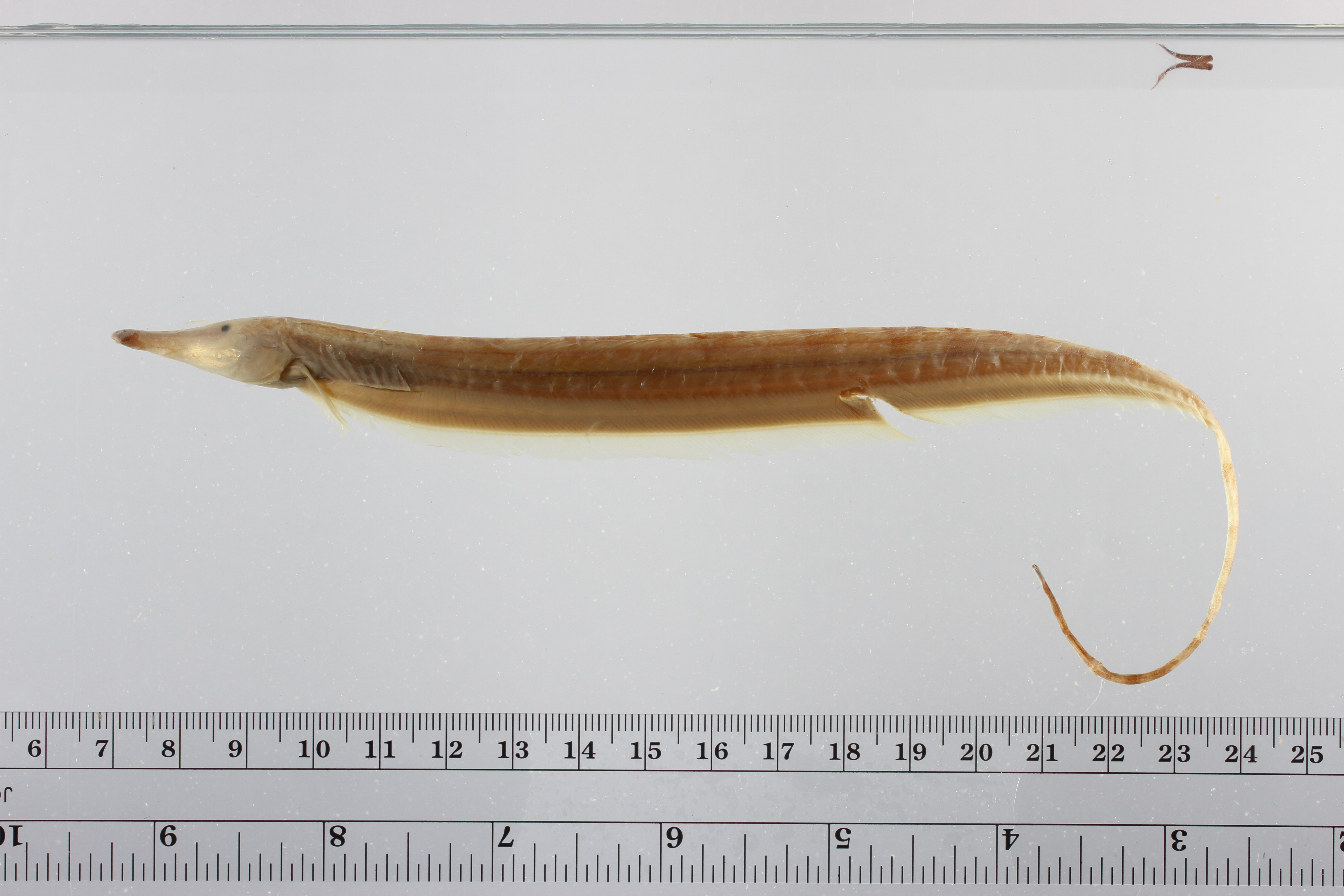 Morse Knifefish (Gymnorhamphichthys hypostomus) — Rhamphichthyidae