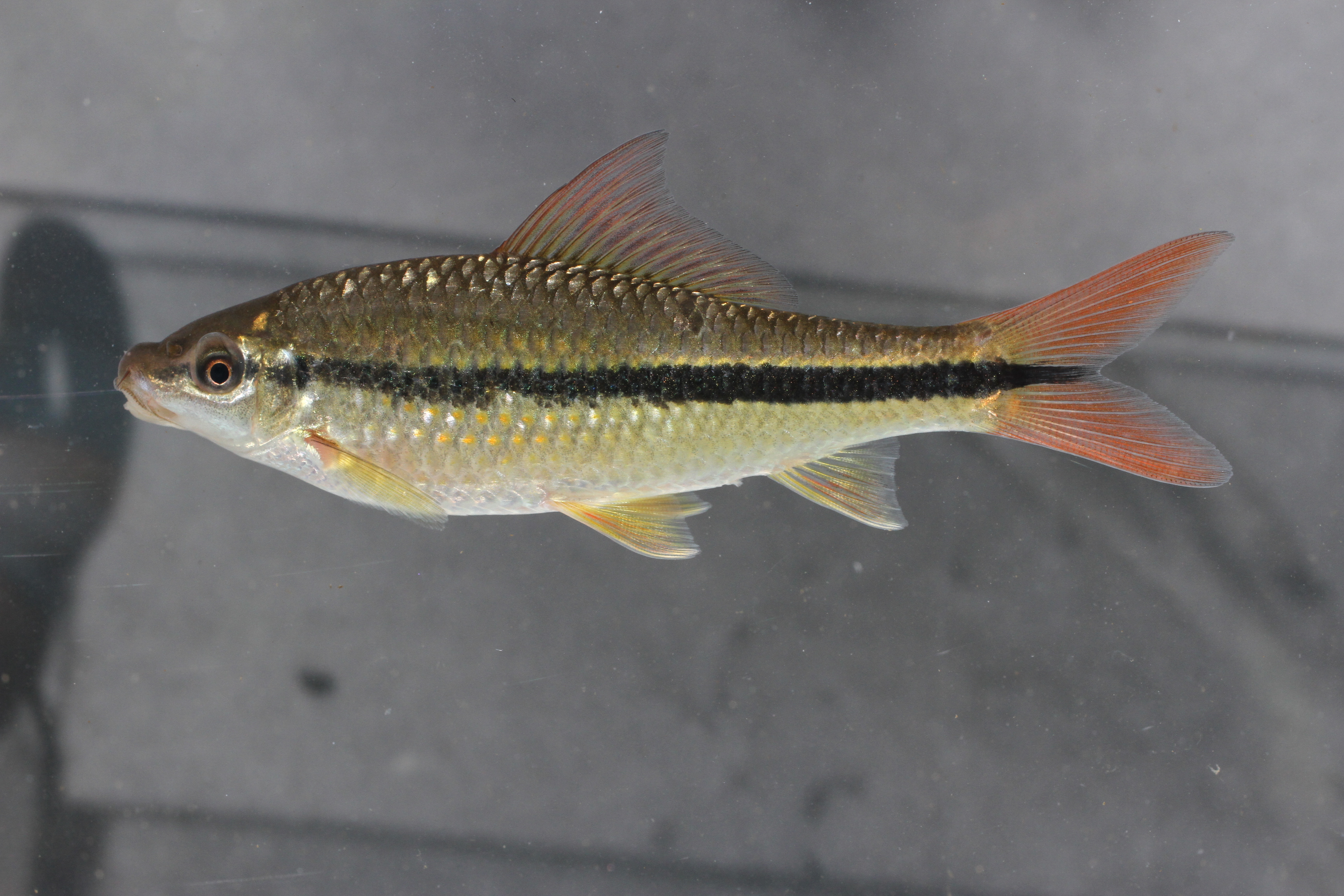 Osteochilus waandersii — Cyprinidae — 5