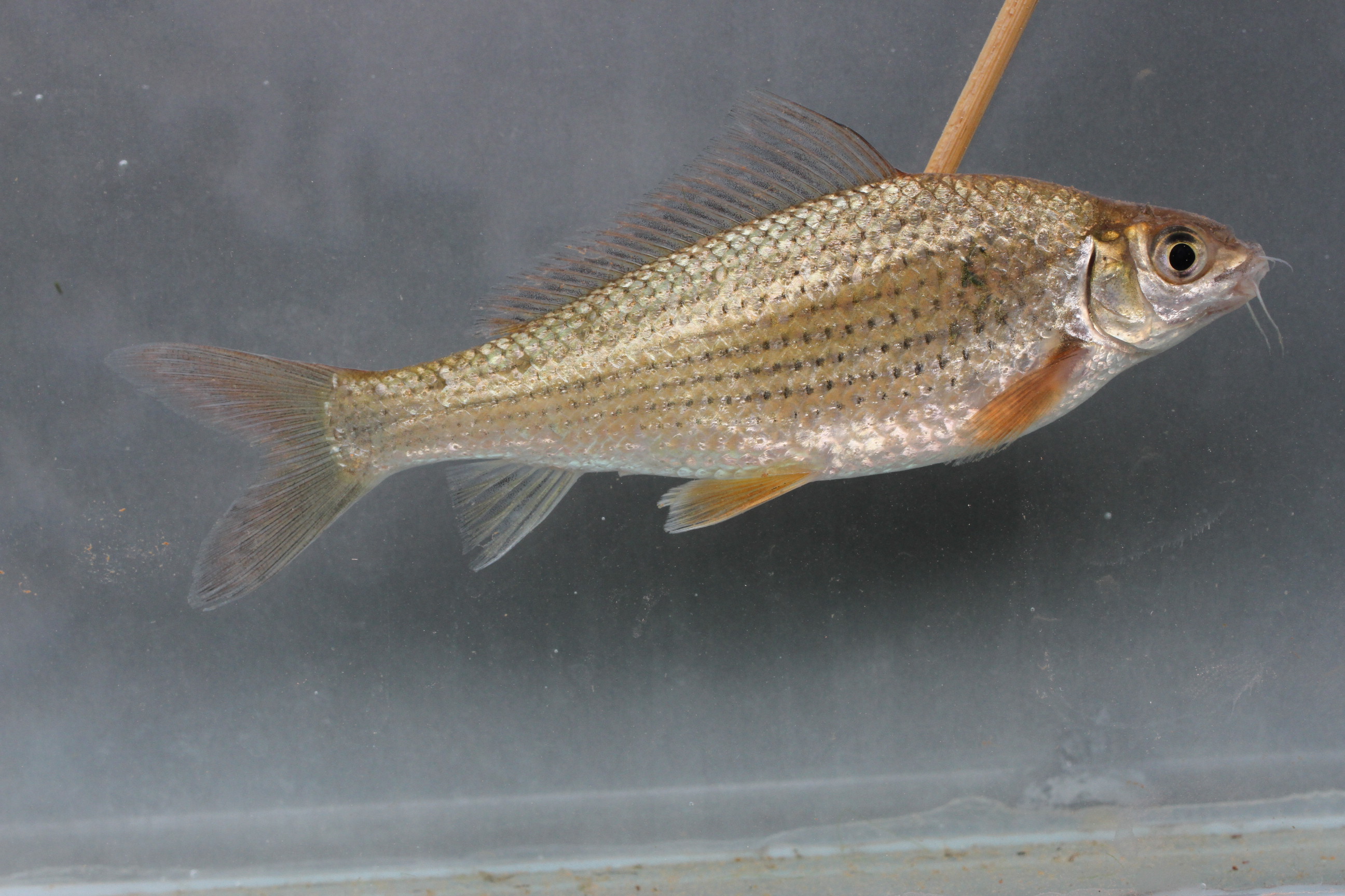 Thinlip barb (Labiobarbus leptocheilus) — Cyprinidae — 4